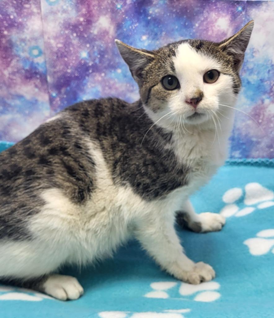 Mistletoe, Adoptable, Kitten Female Domestic Short Hair.