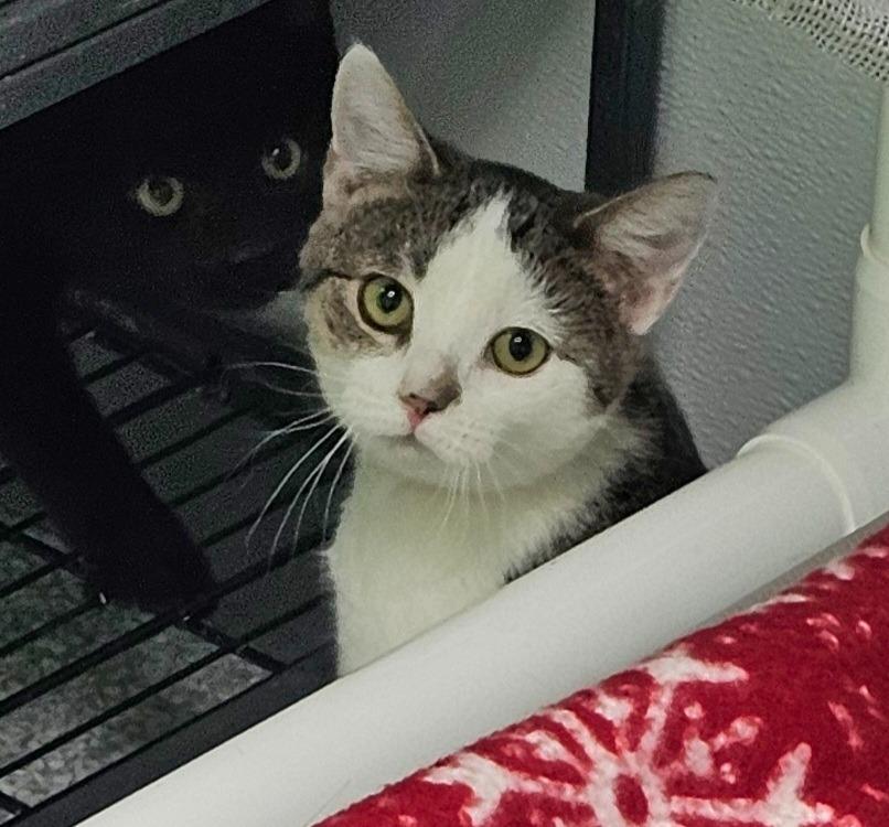 Enlarge Mistletoe, a Adoptable mixed breed in Washington Court House, OH image 2/2