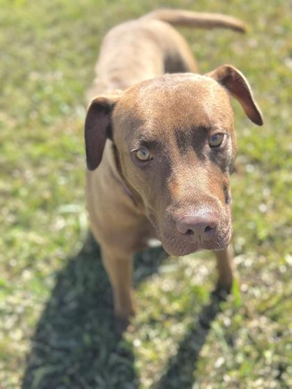 Enlarge Dracula, a Adoptable mixed breed in Gray, LA image 1/3