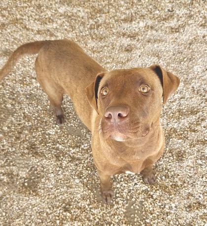 Dracula, Adoptable, Adult Male Labrador Retriever & Mixed Breed.