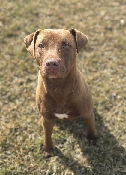 Enlarge Dracula, a Adoptable mixed breed in Gray, LA image 3/3