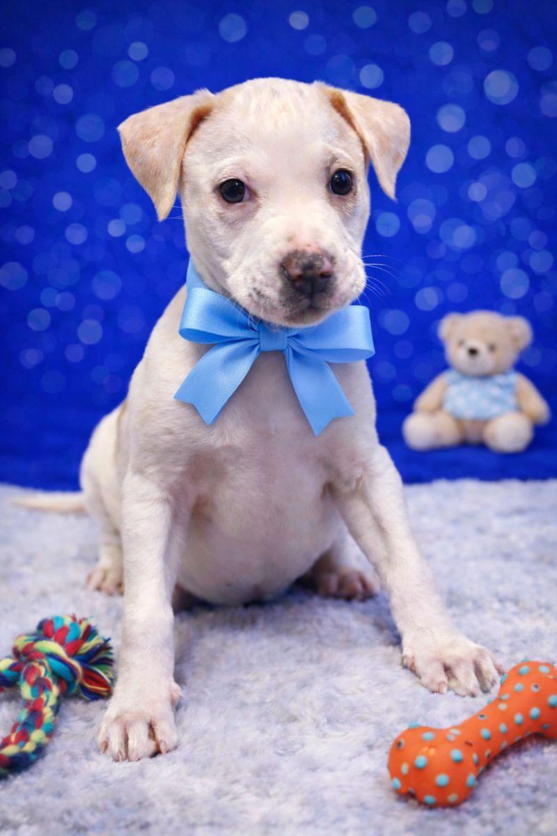 Wynn, Adoptable, Puppy Male American Bulldog.