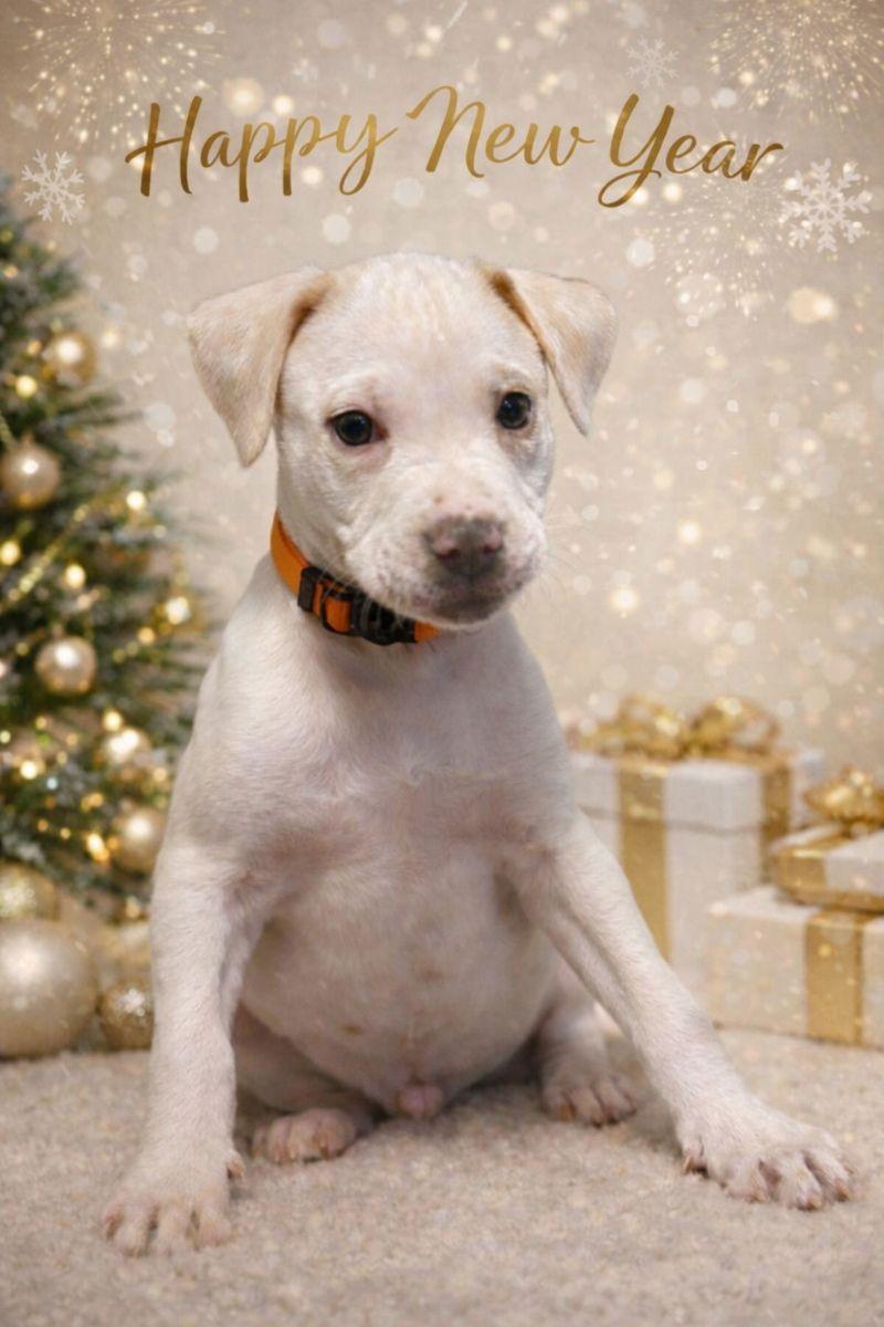 Enlarge Wynn, a Adoptable American Bulldog in Sanford, FL image 3/3