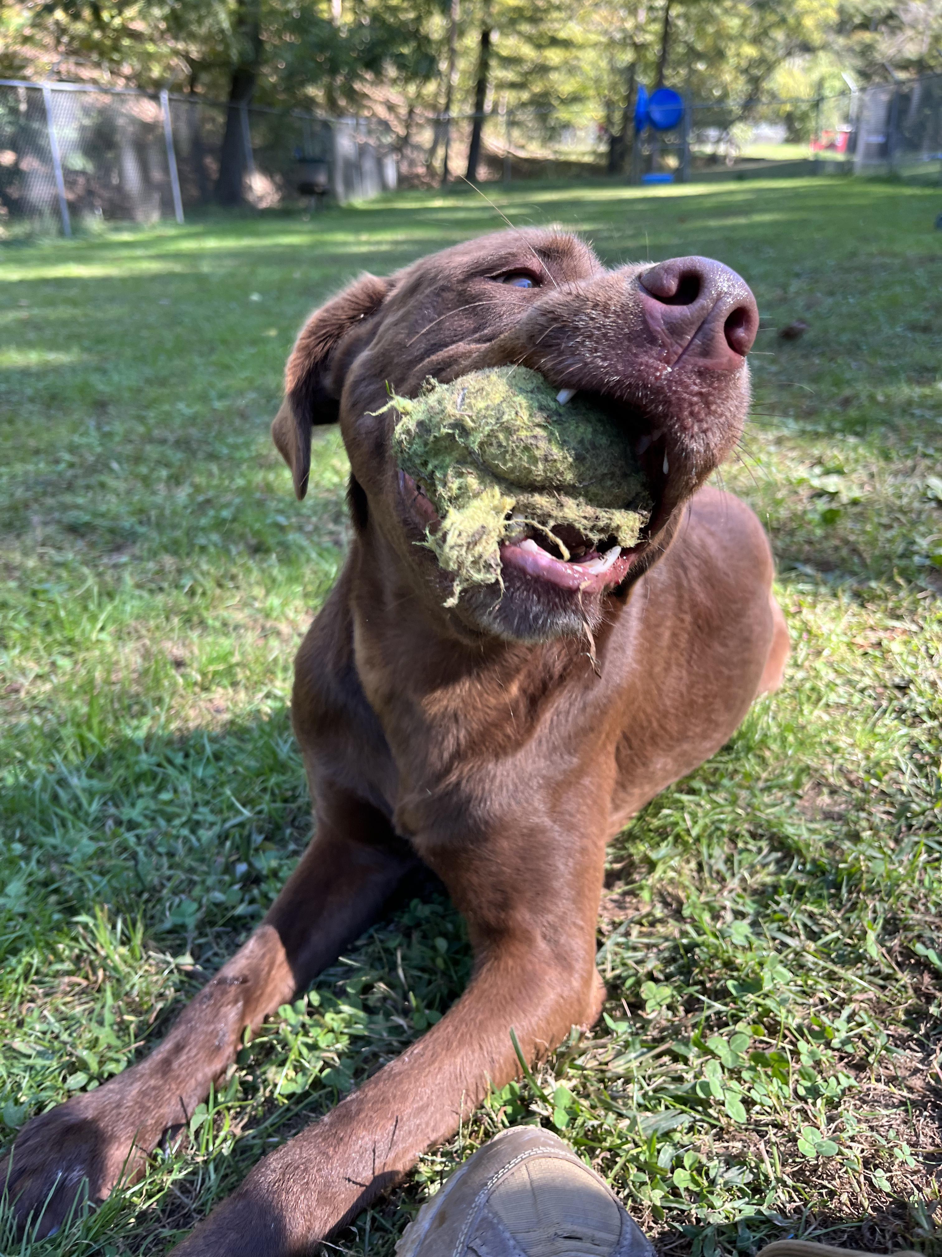 Molly, a Adoptable mixed breed in Ona, WV image 3/4