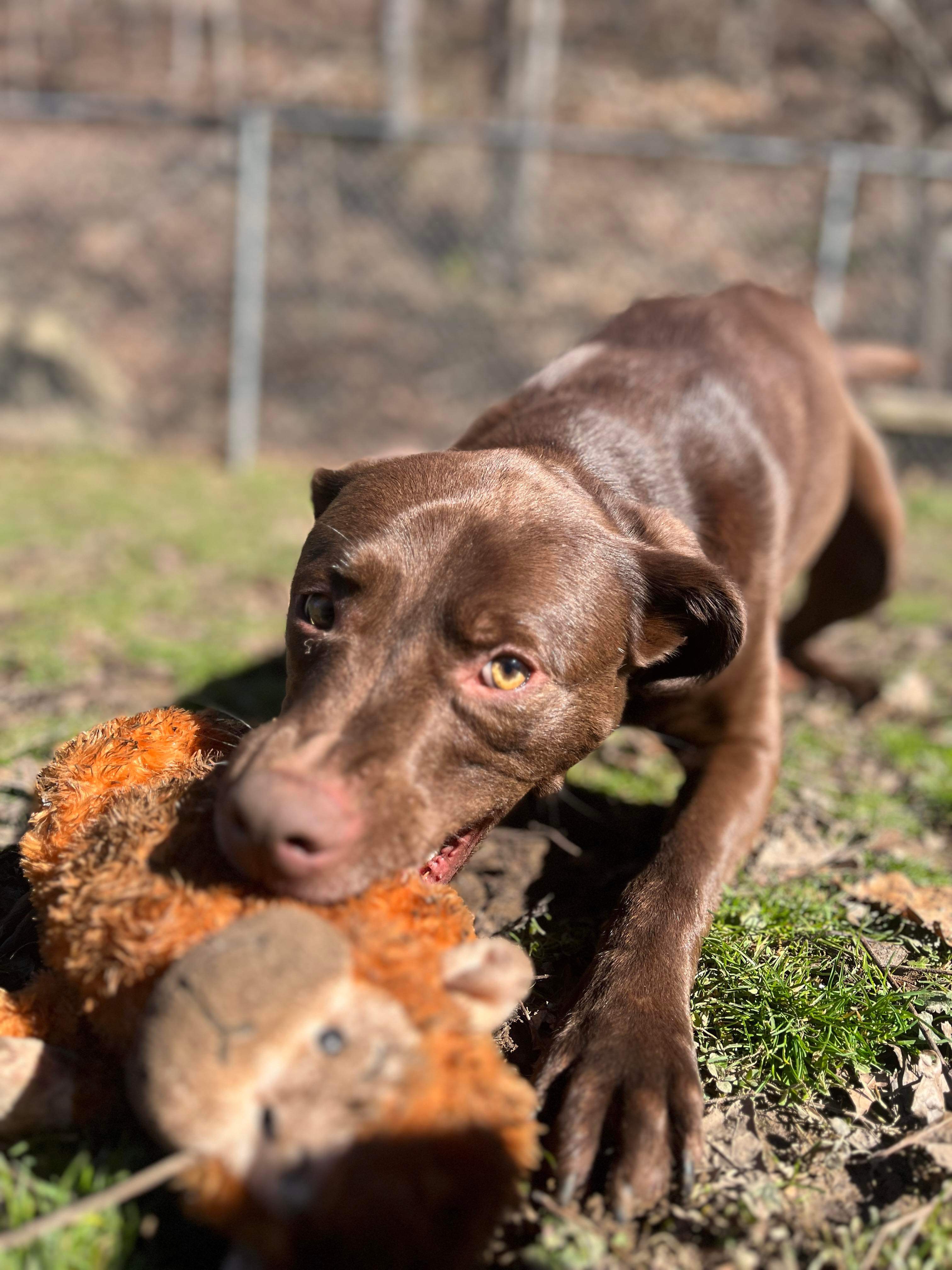 Molly, a Adoptable mixed breed in Ona, WV image 4/4