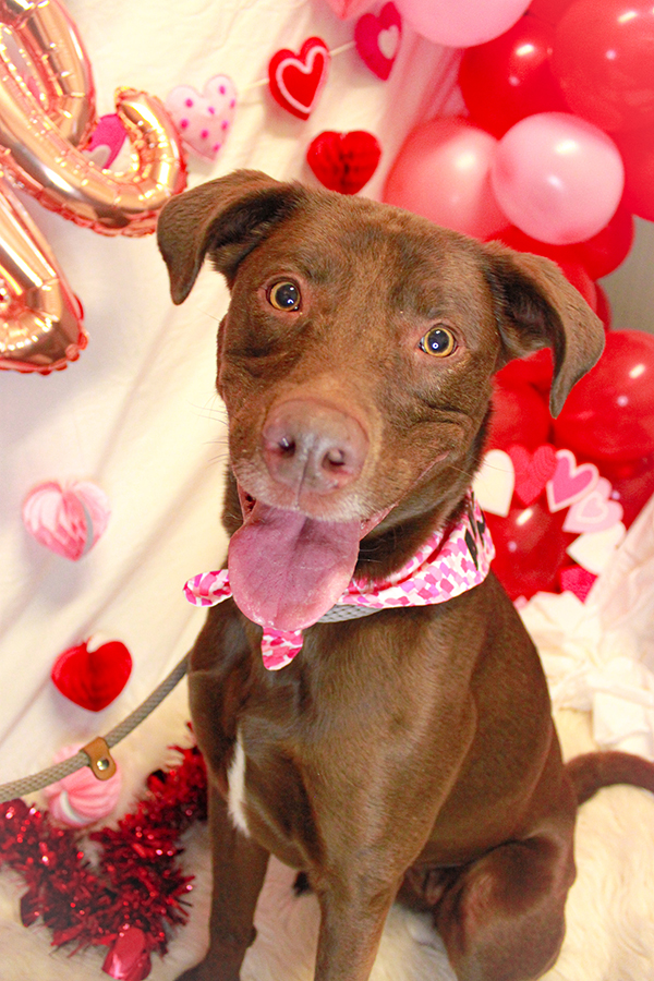 Molly, a Adoptable mixed breed in Ona, WV image 2/4