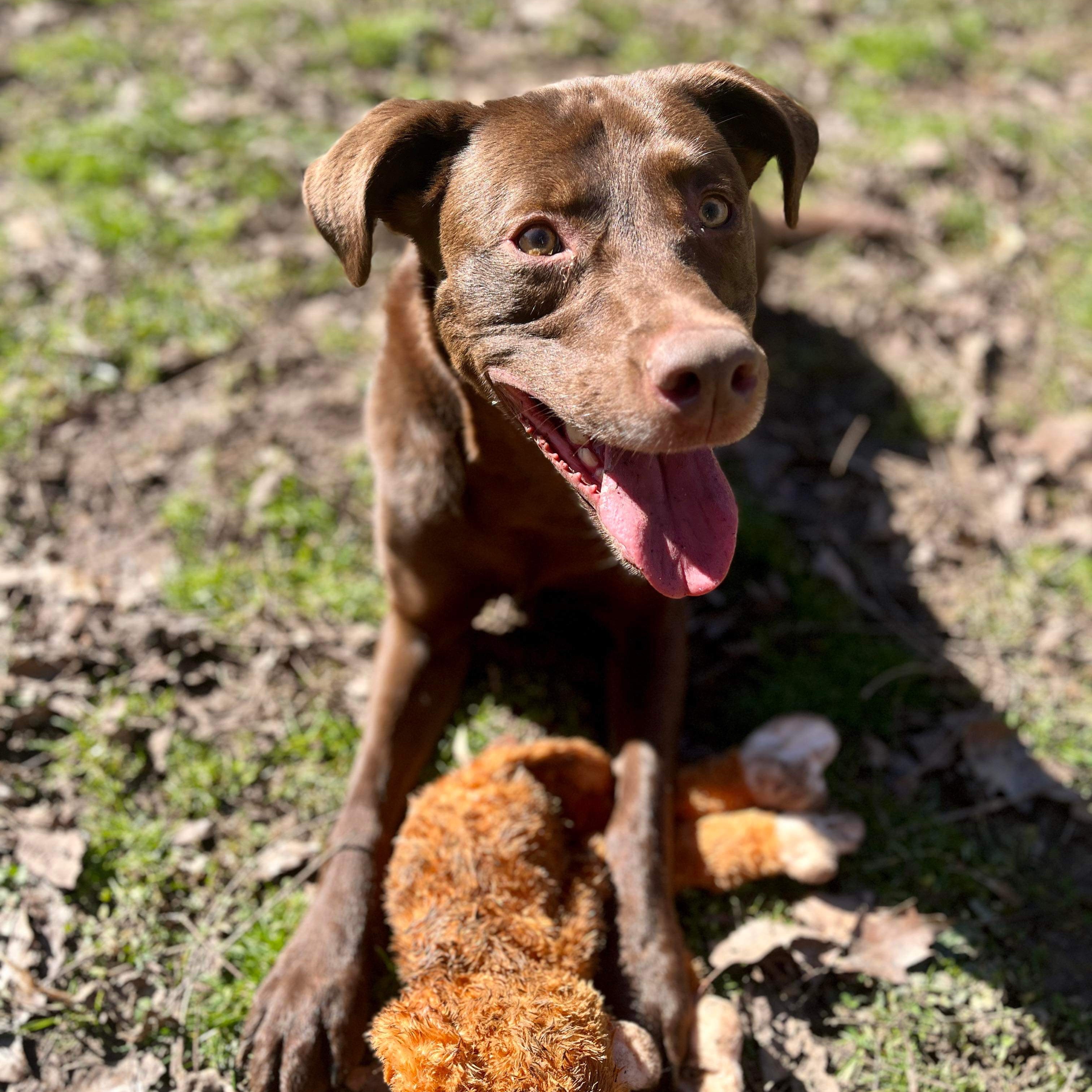 Molly, Adoptable, Adult Female Labrador Retriever & Pit Bull Terrier.