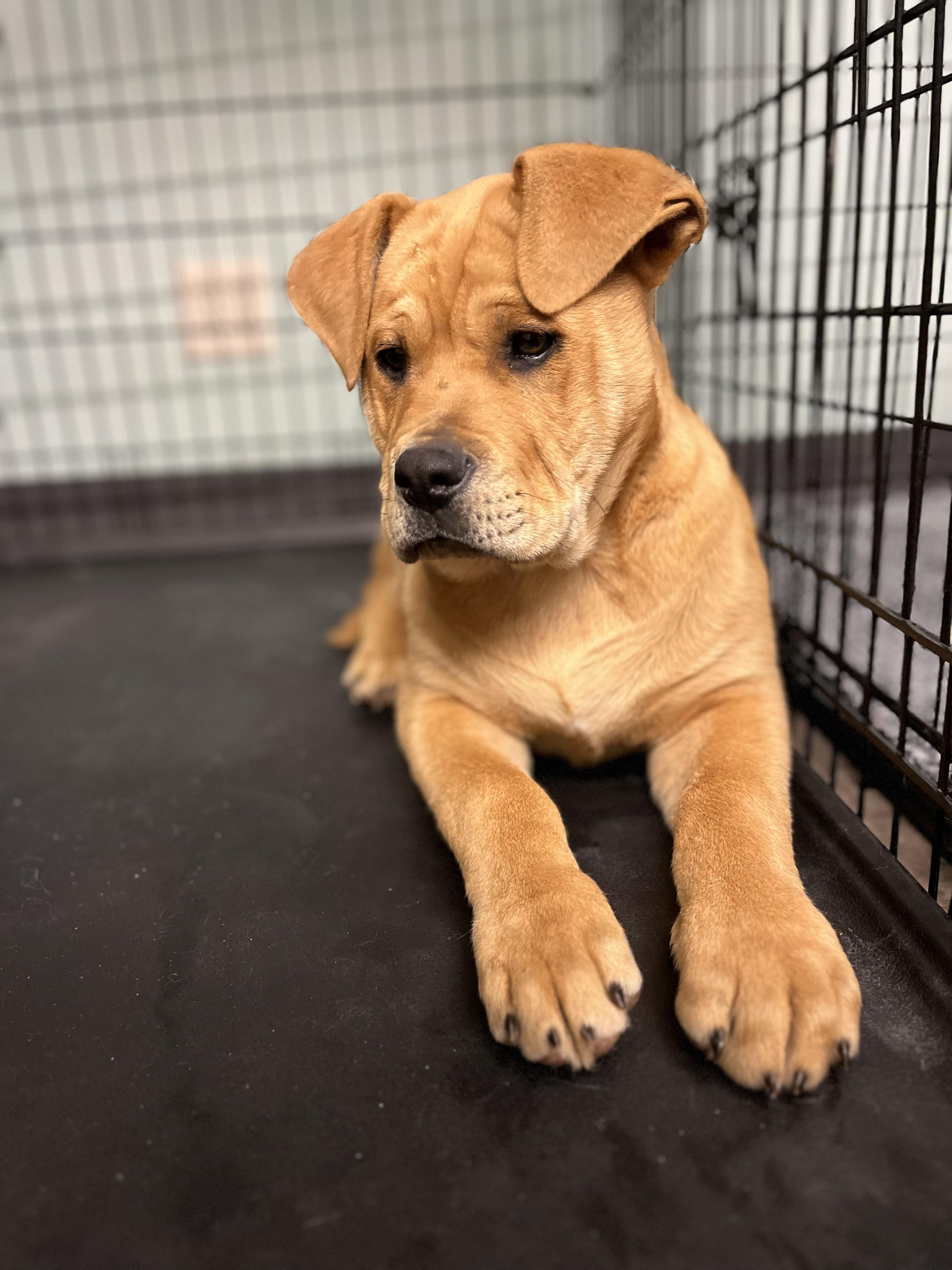 David, Adopted, Puppy Male Mixed Breed.