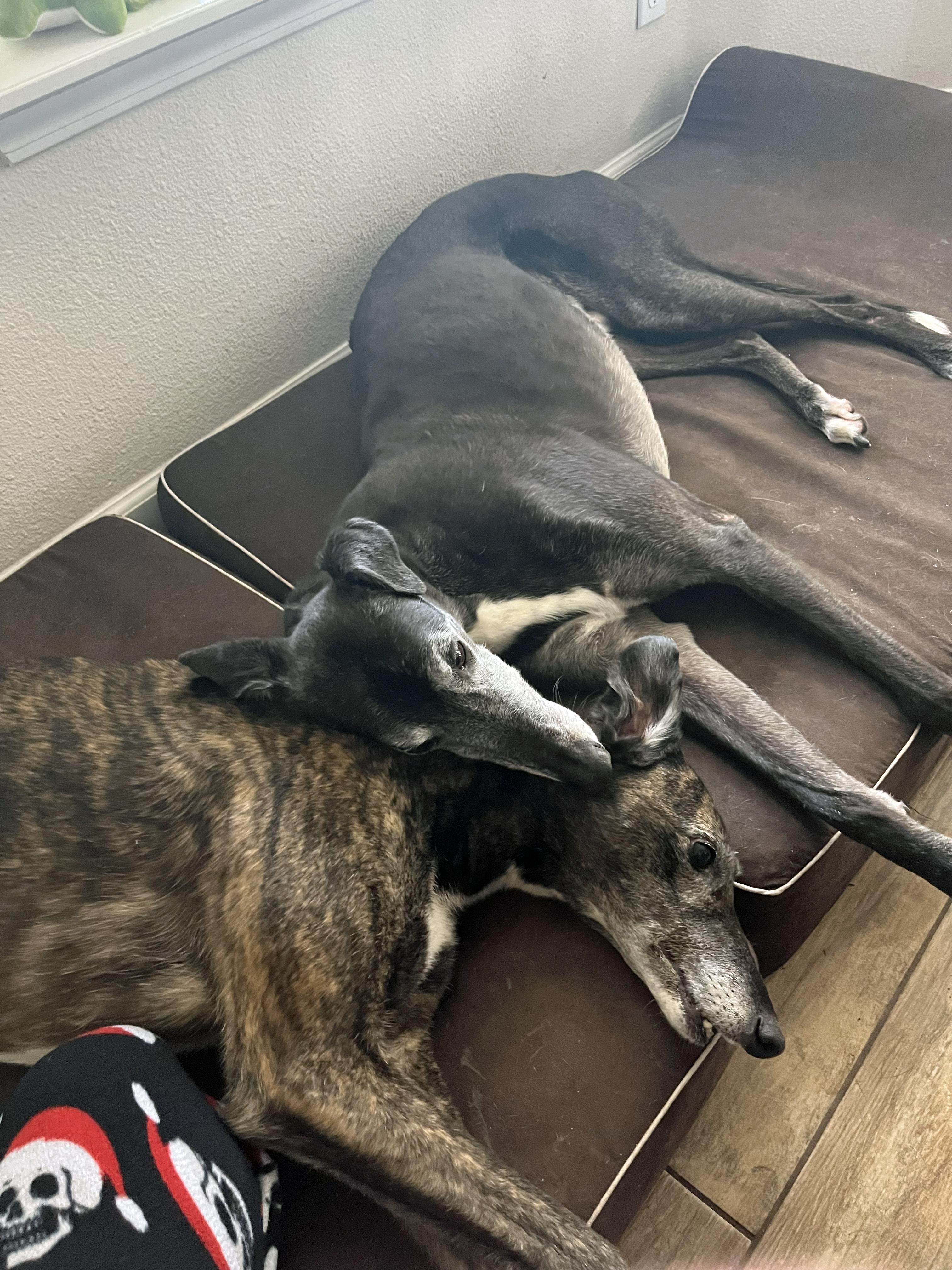 Enlarge Loki - Pending, a ADOPTABLE Greyhound in Allentown, PA image 4/4