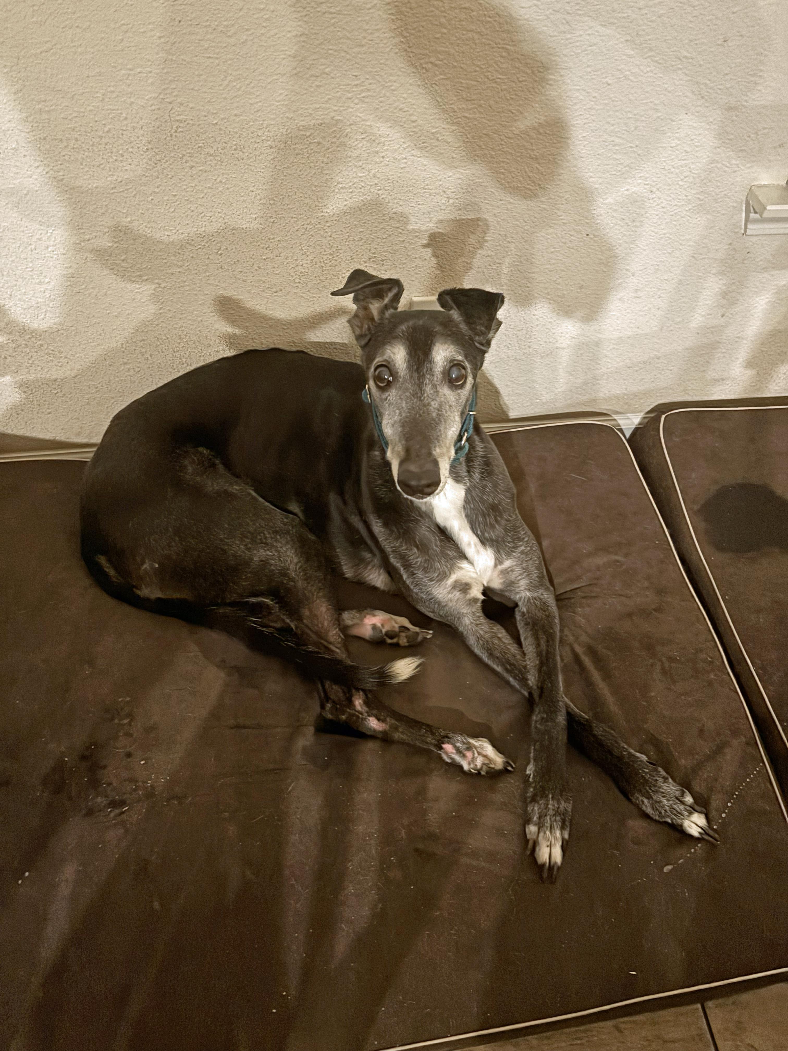 Enlarge Loki - Pending, a ADOPTABLE Greyhound in Allentown, PA image 3/4