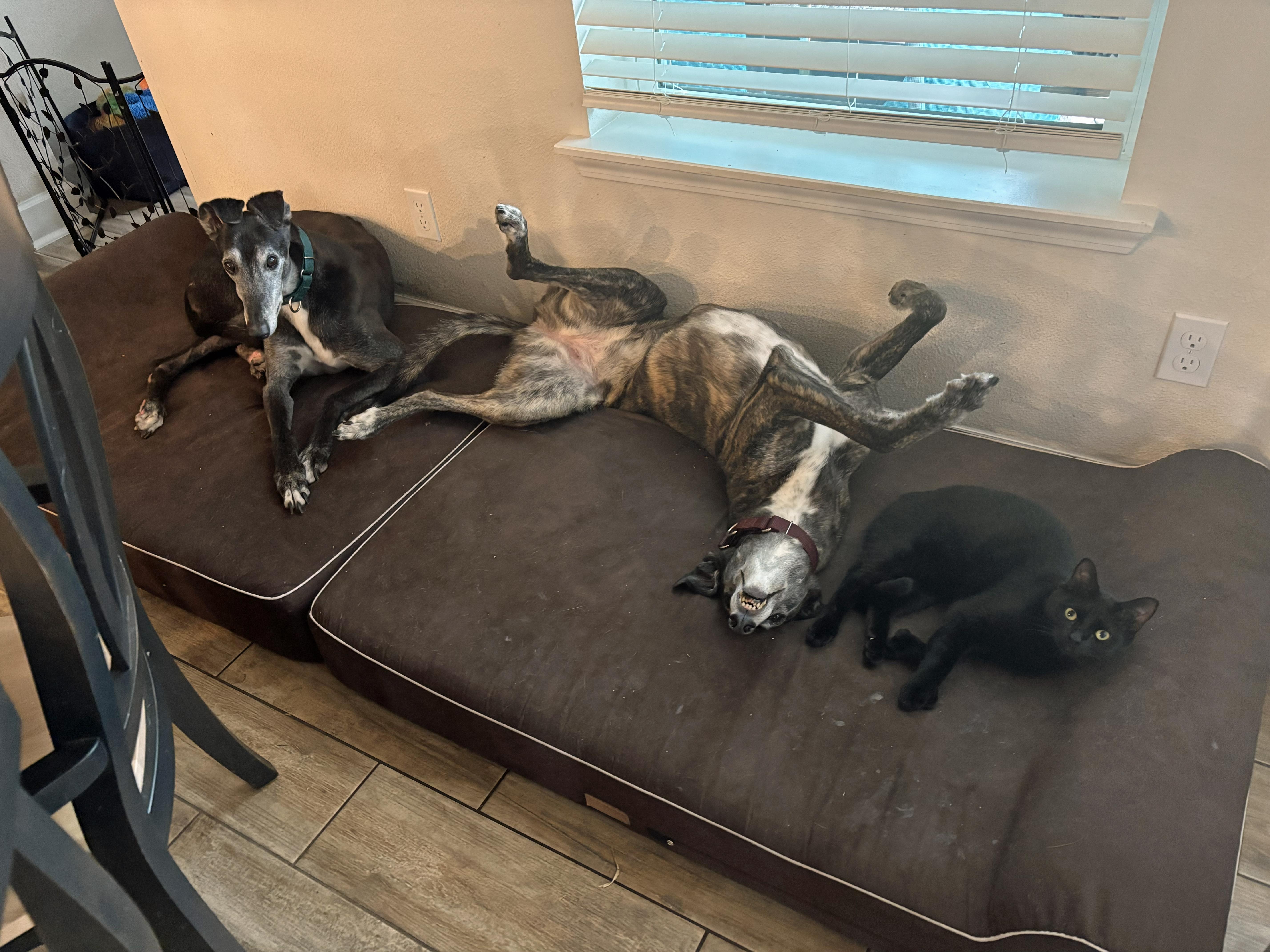 Enlarge Loki - Pending, a ADOPTABLE Greyhound in Allentown, PA image 2/4