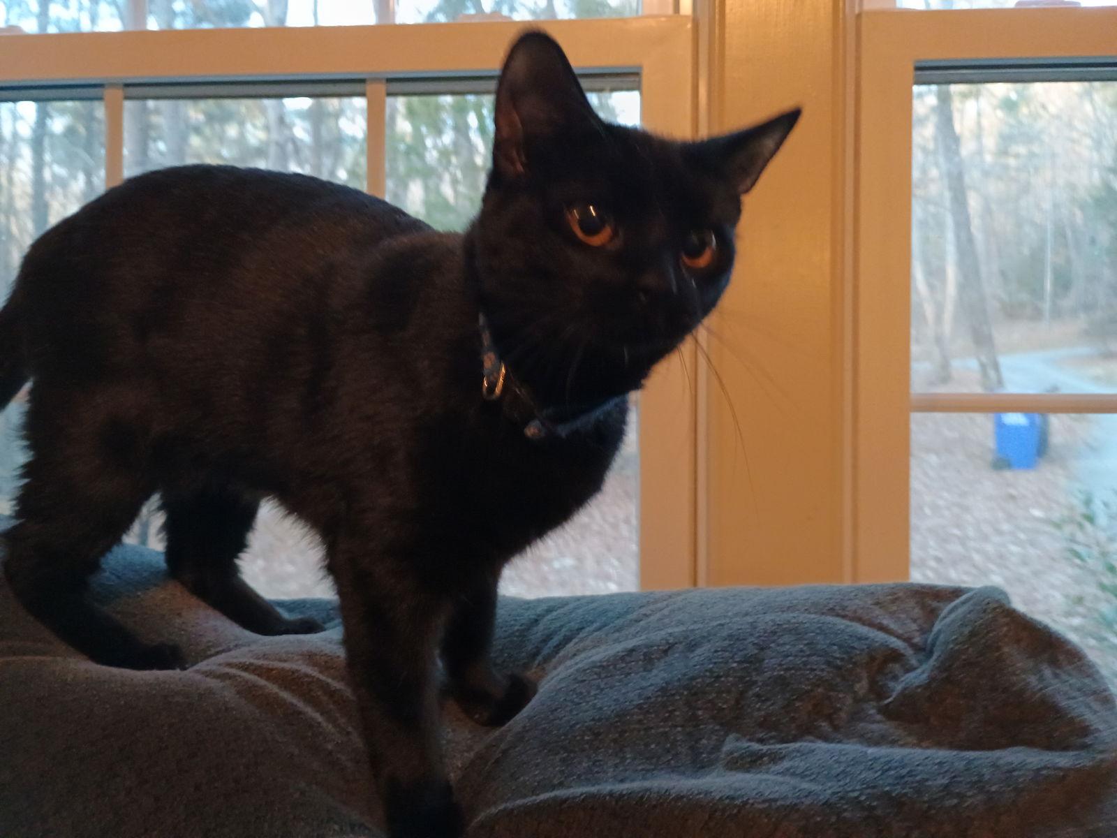 Jasmine, Adoptable, Kitten Female Domestic Medium Hair.