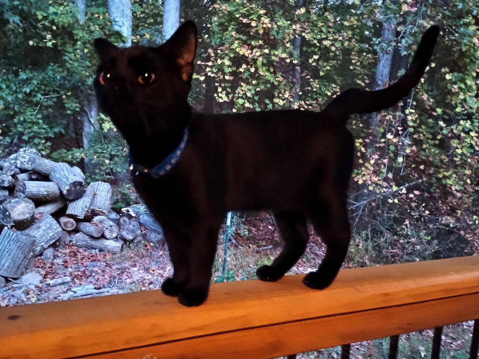 Jasmine, a Adoptable Domestic Medium Hair image 2/3