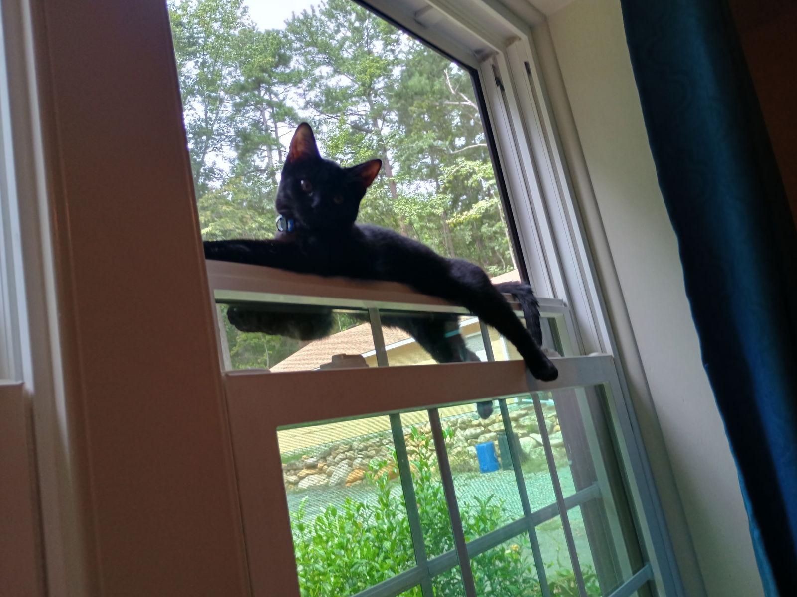 Jasmine, a Adoptable Domestic Medium Hair image 3/3