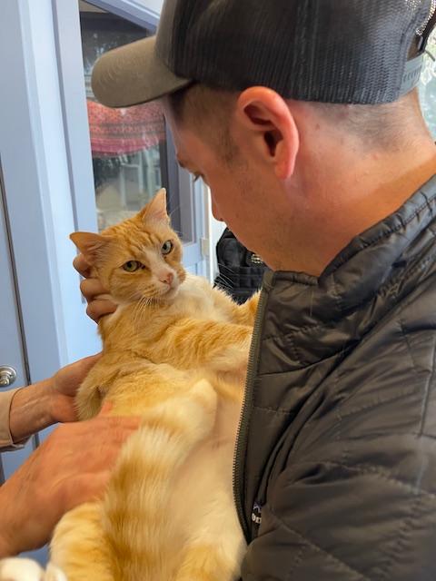 Leo, a ADOPTABLE Domestic Short Hair in Novato, CA image 4/6