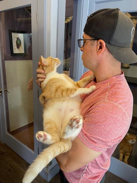 Leo, a ADOPTABLE Domestic Short Hair in Novato, CA image 5/6