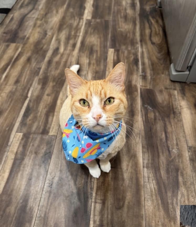 Leo, ADOPTABLE, Adult Male Domestic Short Hair.