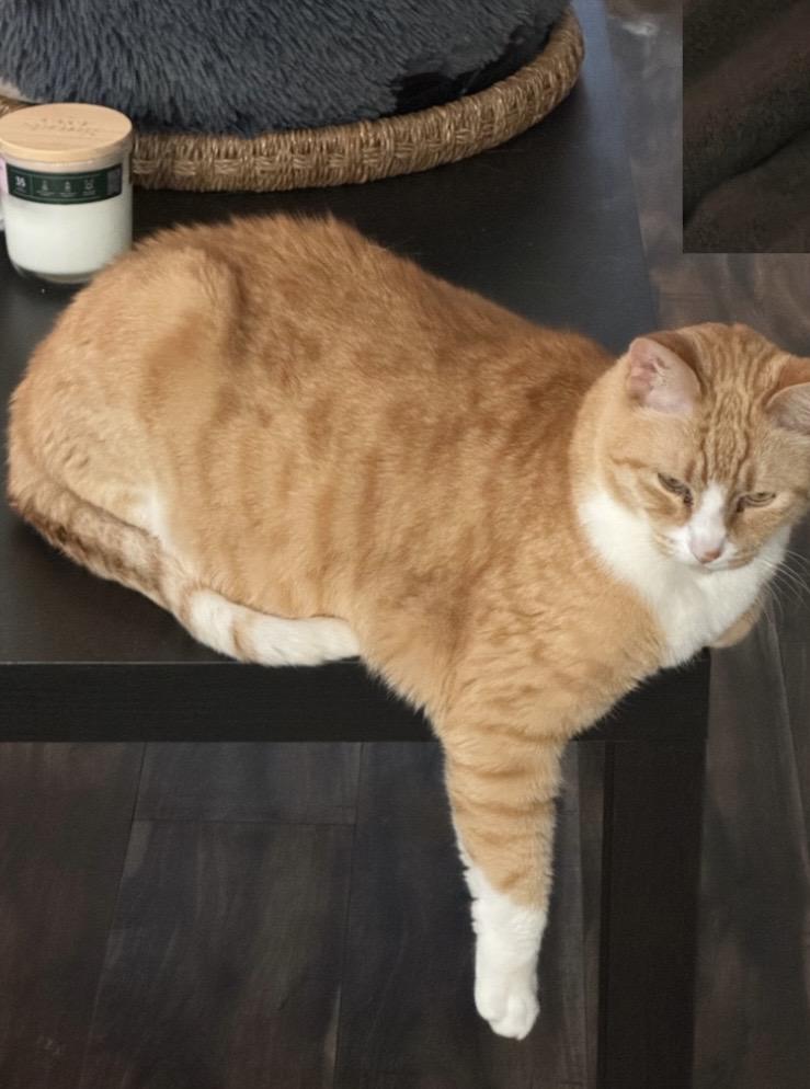 Leo, a ADOPTABLE Domestic Short Hair in Novato, CA image 2/6