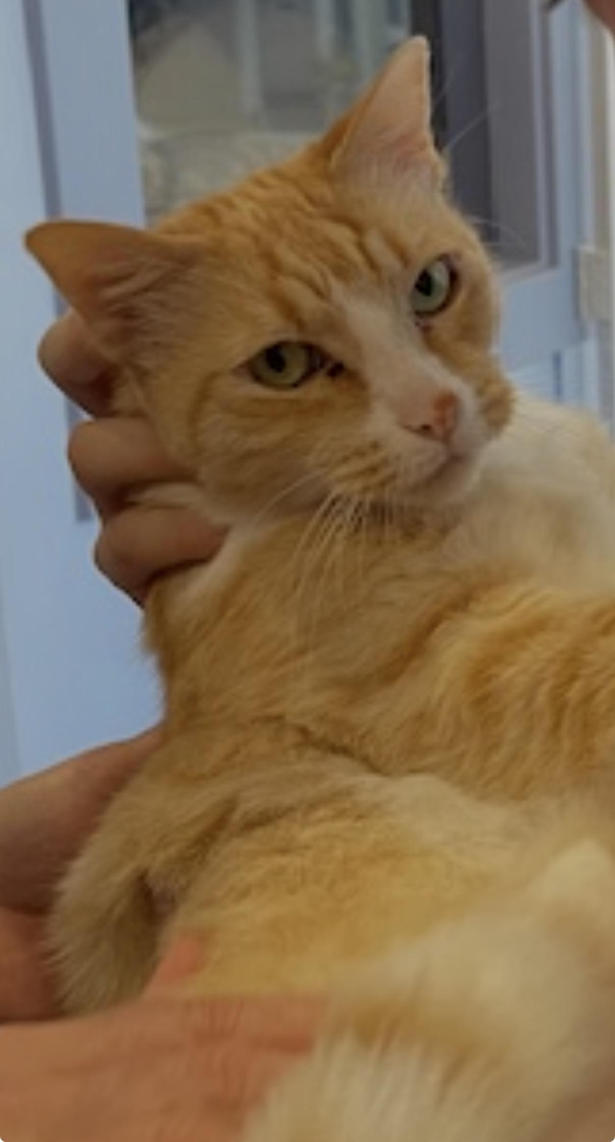 Leo, a ADOPTABLE Domestic Short Hair in Novato, CA image 6/6