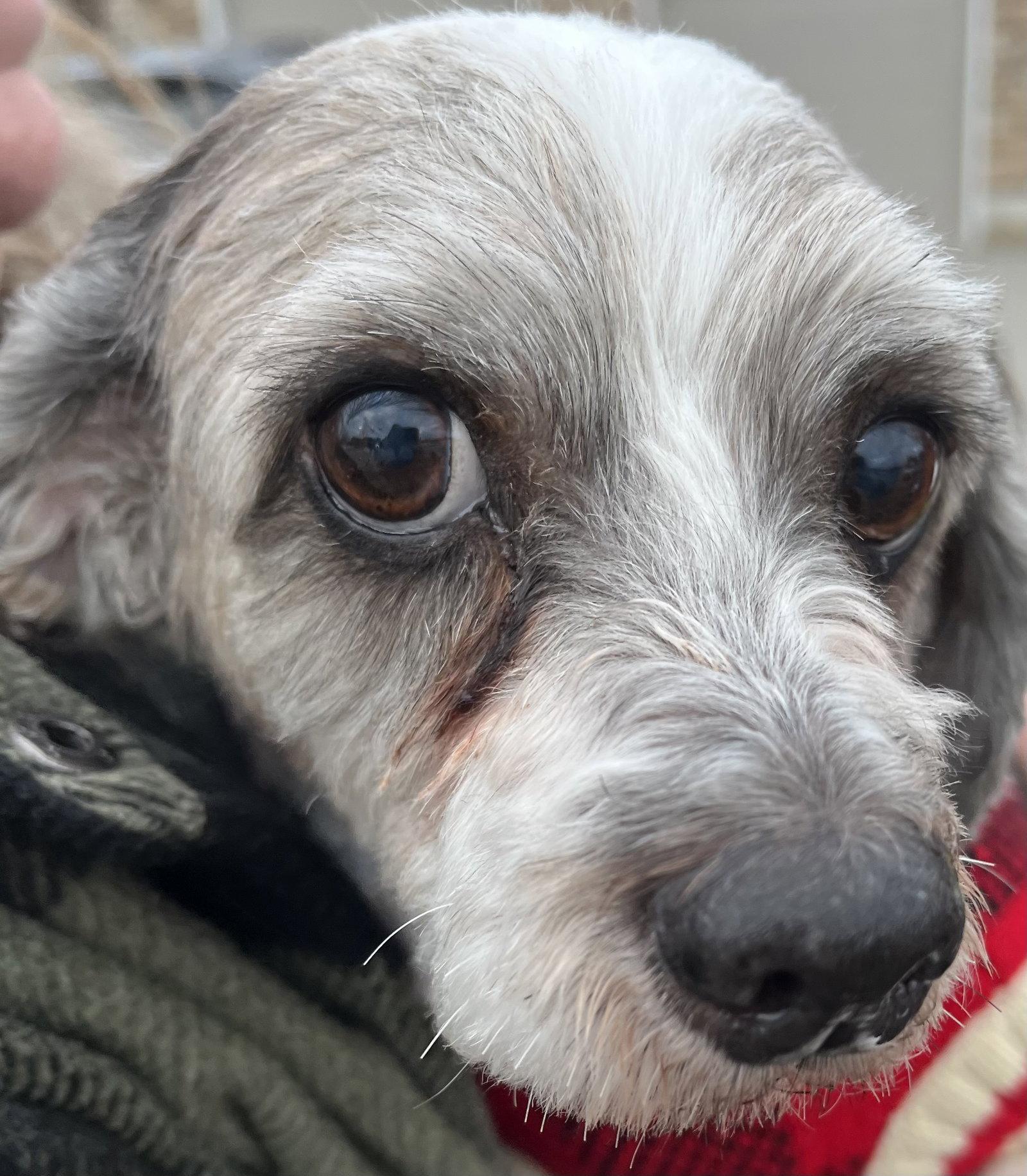 PONCHO, Adoptable, Adult Male Shih Tzu & Poodle.
