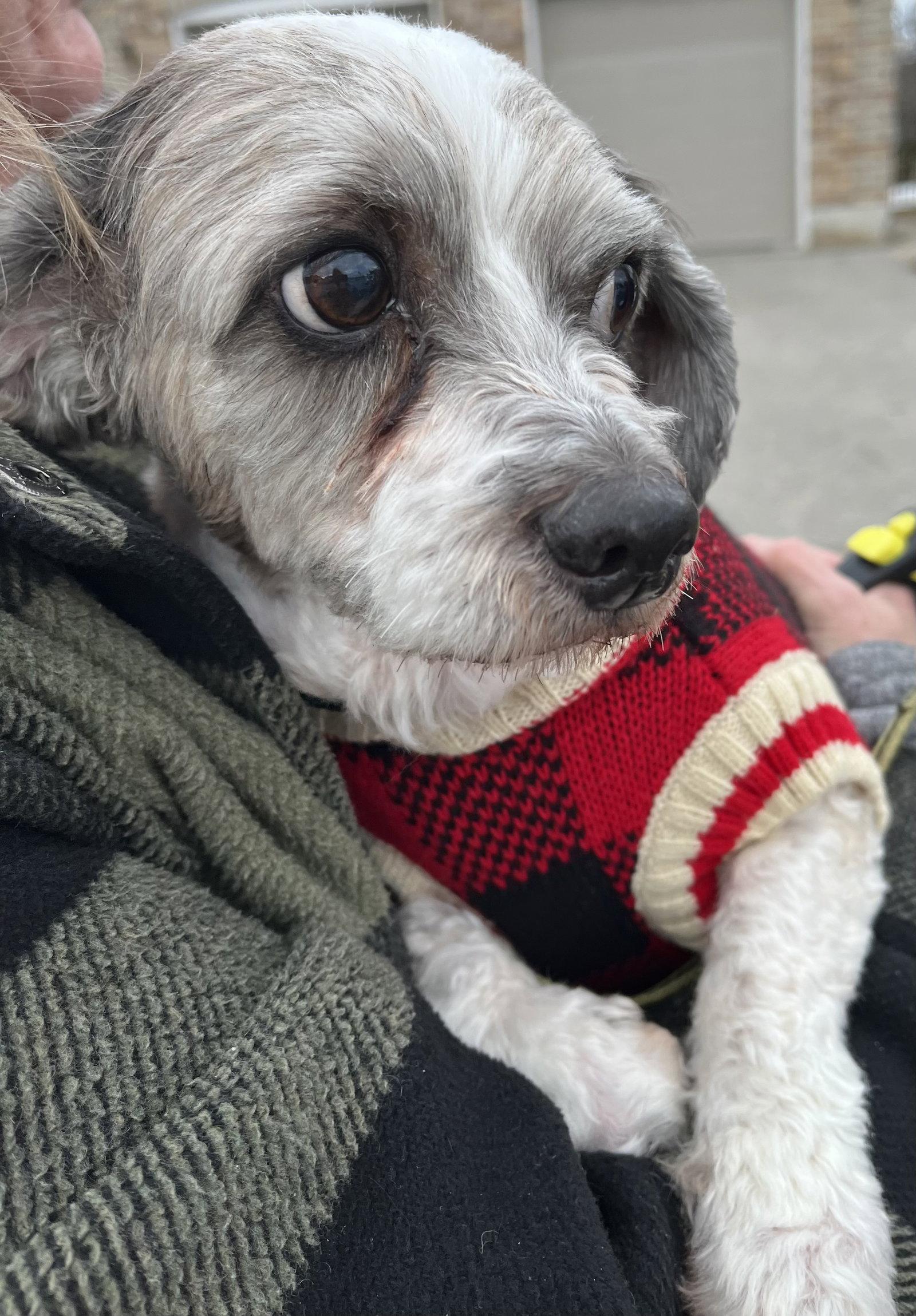 PONCHO, a Adoptable mixed breed in Minesing, ON image 2/3