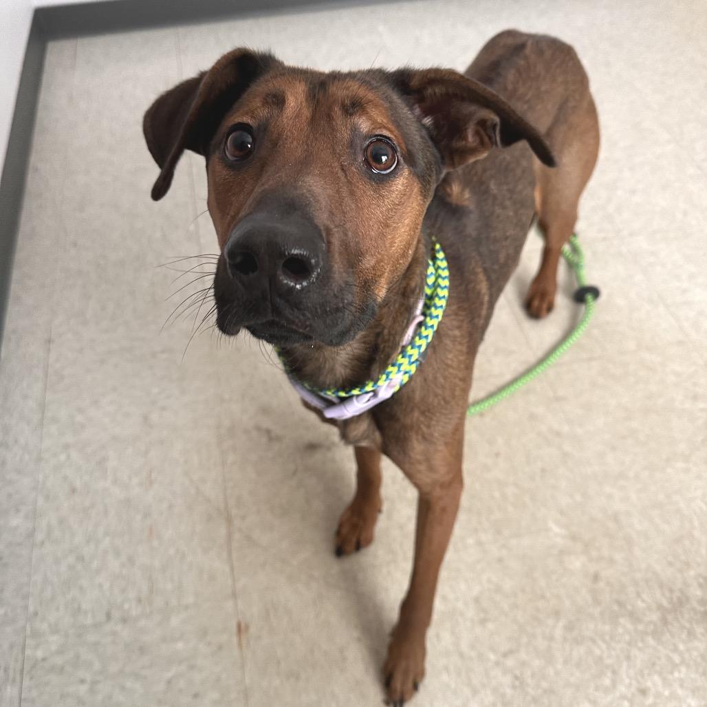 Dakota, Adoptable, Young Female Rhodesian Ridgeback & Shepherd.
