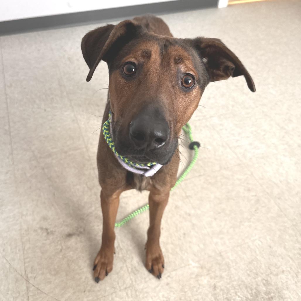 Enlarge Dakota, a Adoptable mixed breed in Conway, NH image 2/6