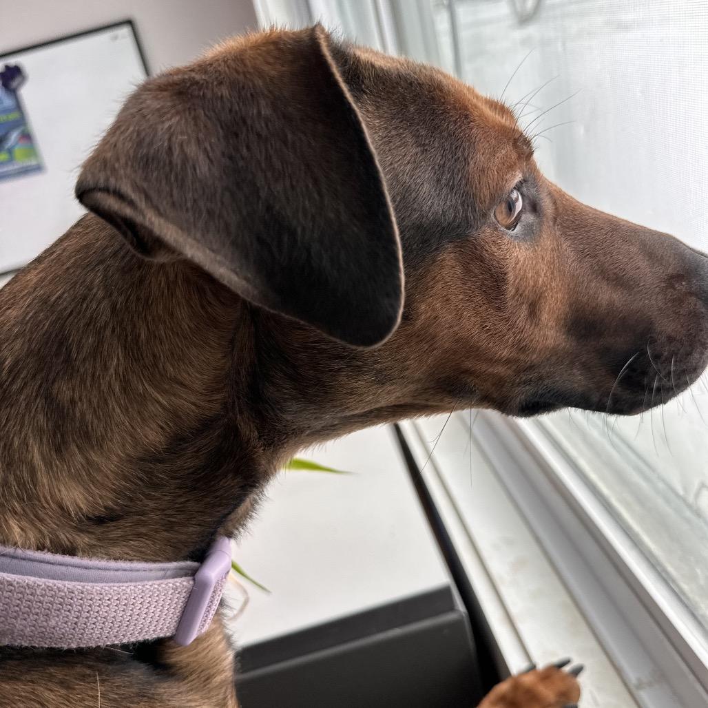 Enlarge Dakota, a Adoptable mixed breed in Conway, NH image 3/6