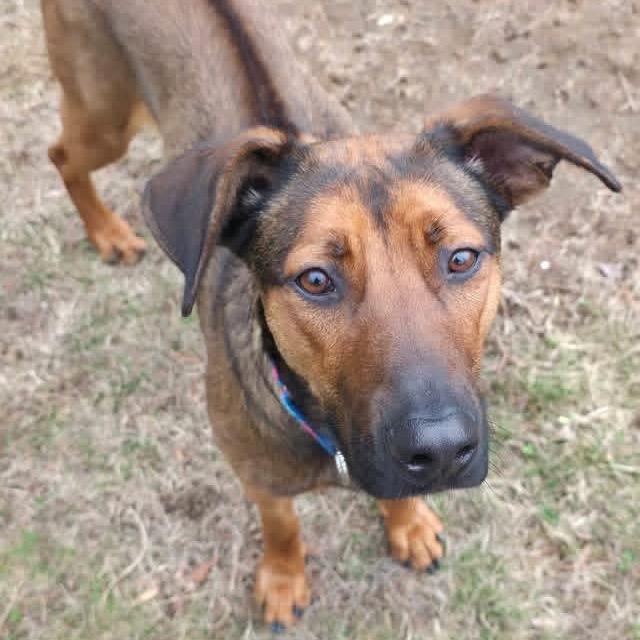 Enlarge Dakota, a Adoptable mixed breed in Conway, NH image 4/6