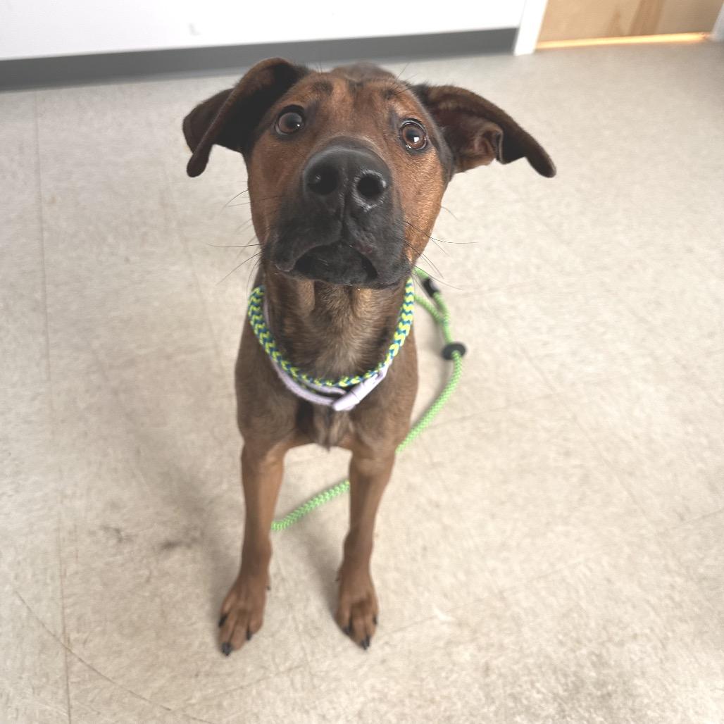 Enlarge Dakota, a Adoptable mixed breed in Conway, NH image 4/6