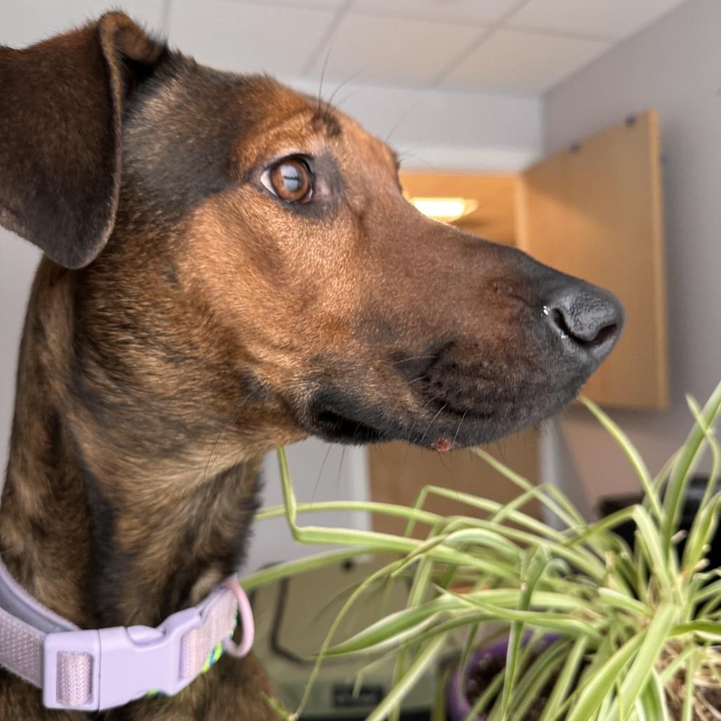 Enlarge Dakota, a Adoptable mixed breed in Conway, NH image 5/6