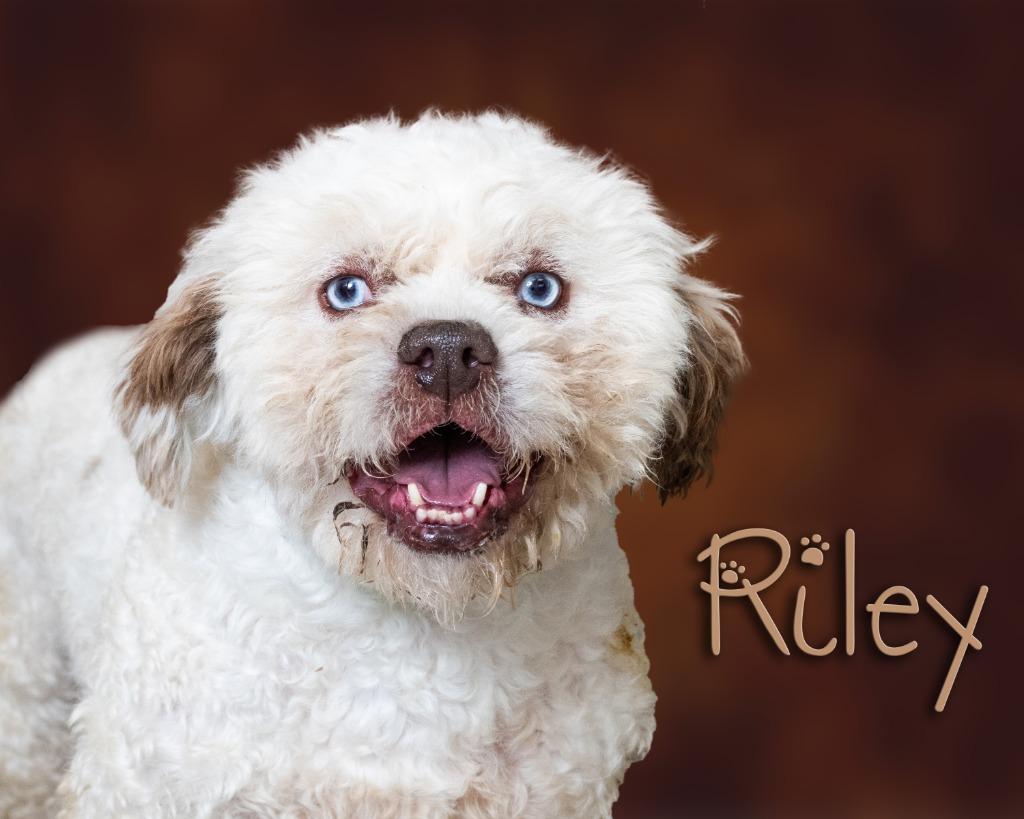 Enlarge Riley , an adoptable mixed breed in Somerset, PA image 1/1
