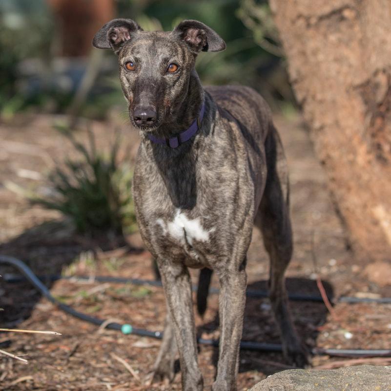 Agatha, Adopted, Adult Female Greyhound.