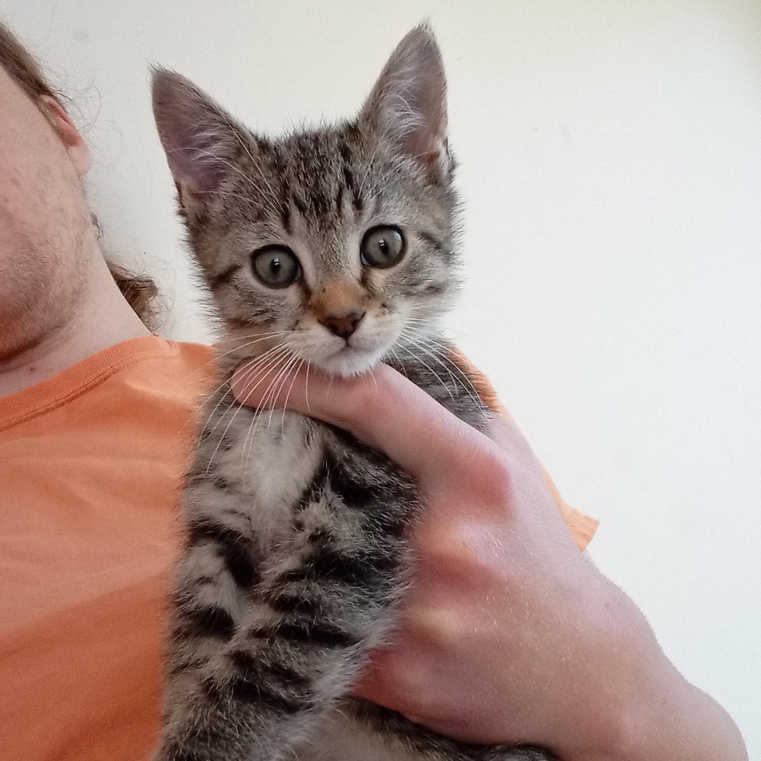 Snoopy, adopted, Kitten Male Tabby.