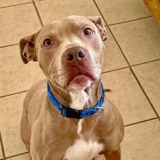 Enlarge Rocky Canelo!, an adopted mixed breed in Portland, OR image 1/1