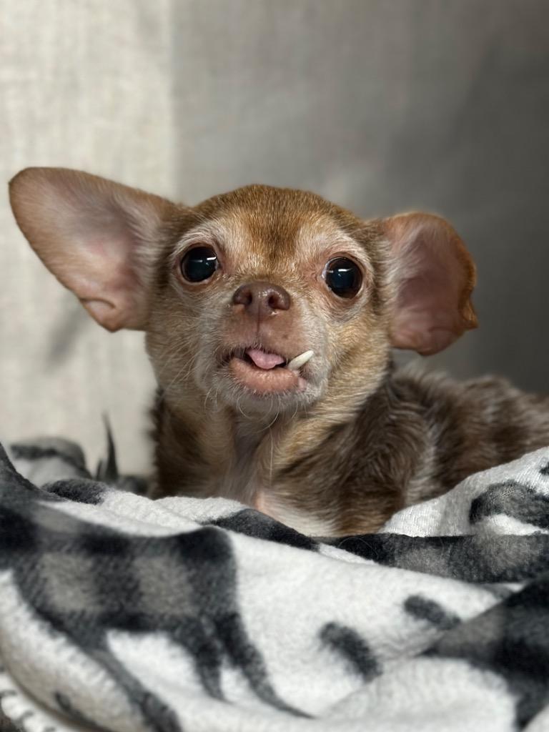 Enlarge Cocoa, a Adopted mixed breed in Peru, NY image 1/1