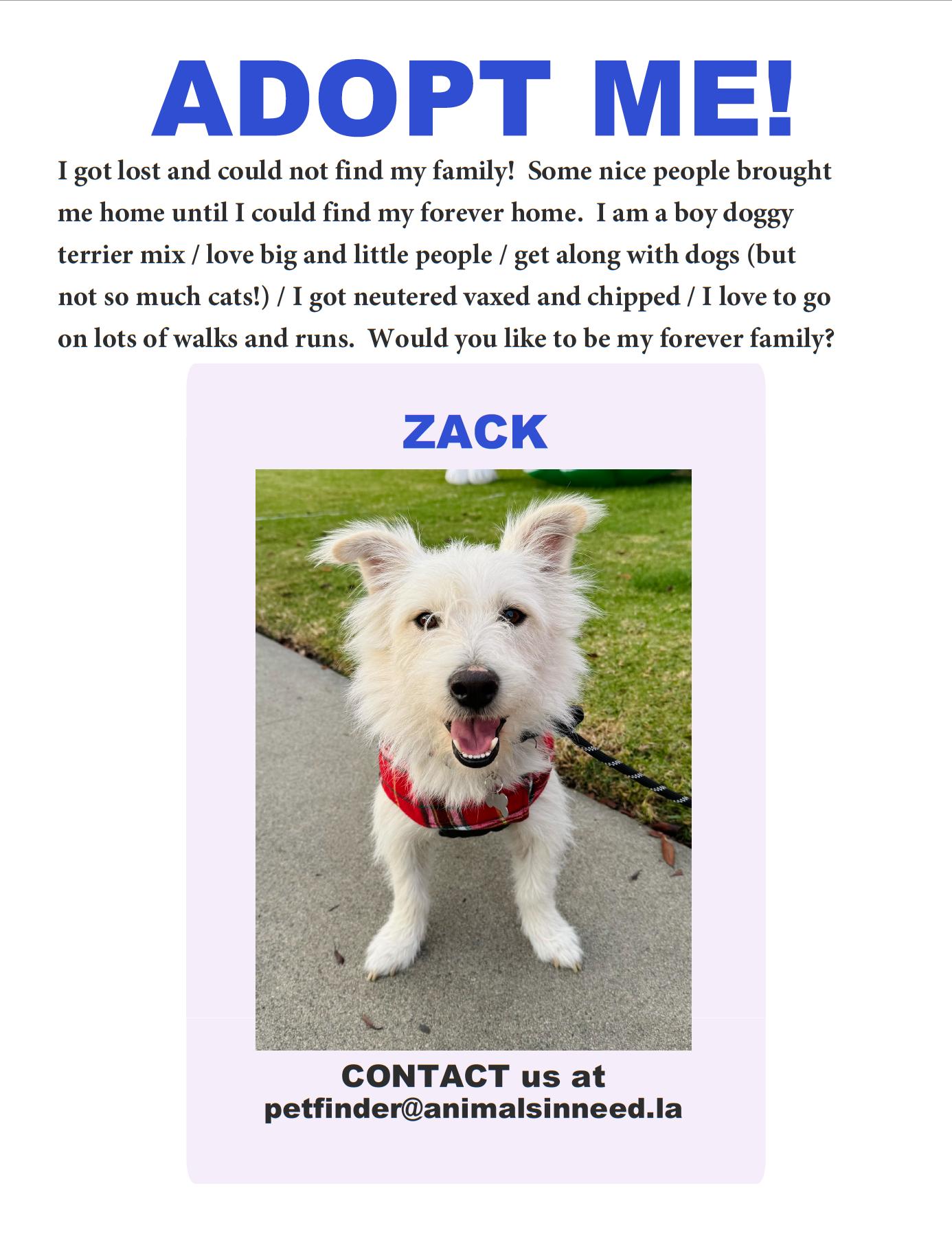 Enlarge Zack O'Lantern, a Adopted mixed breed in Downey, CA image 4/6