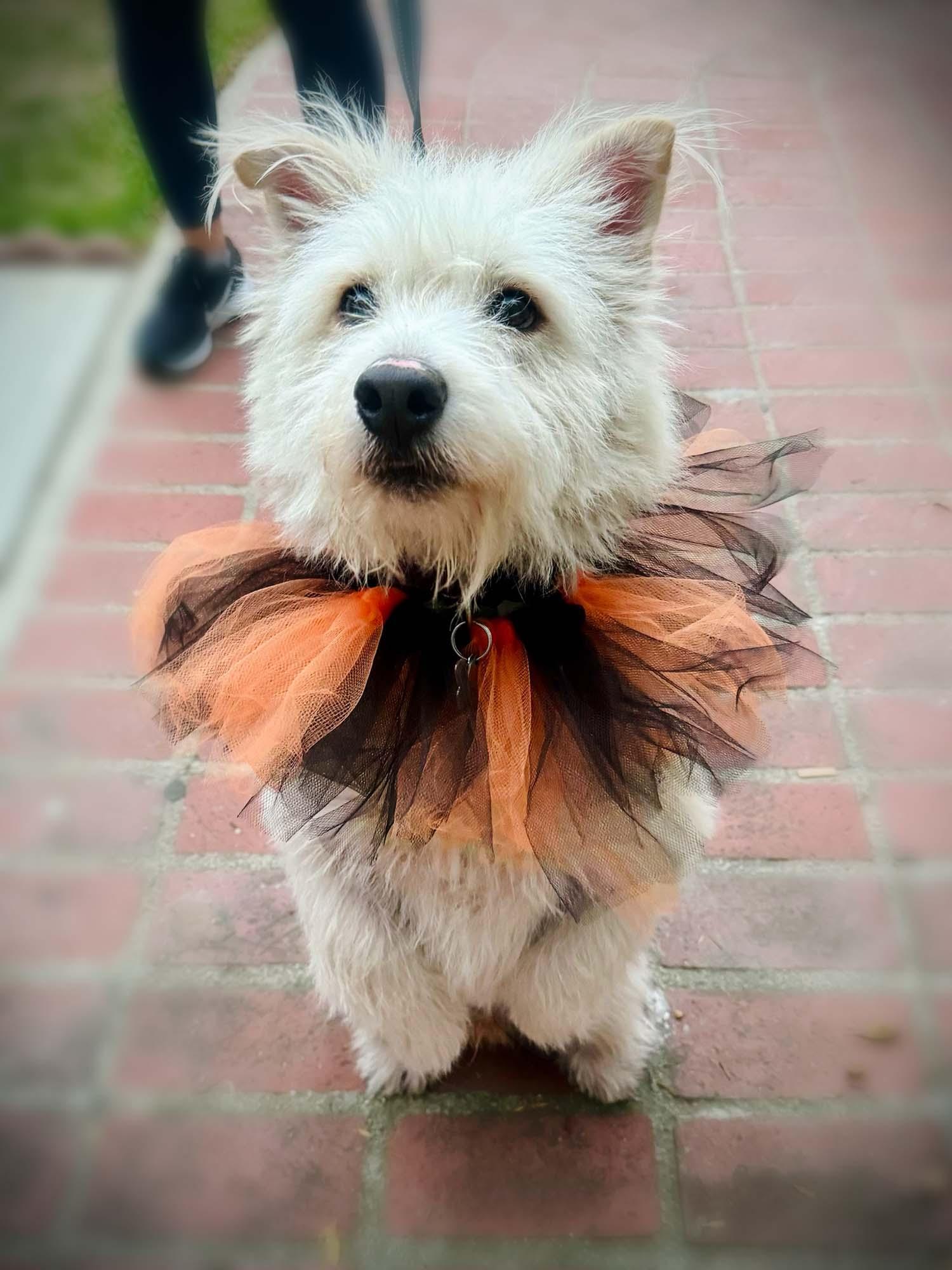 Zack O'Lantern, Adopted, Young Male Terrier & West Highland White Terrier / Westie.