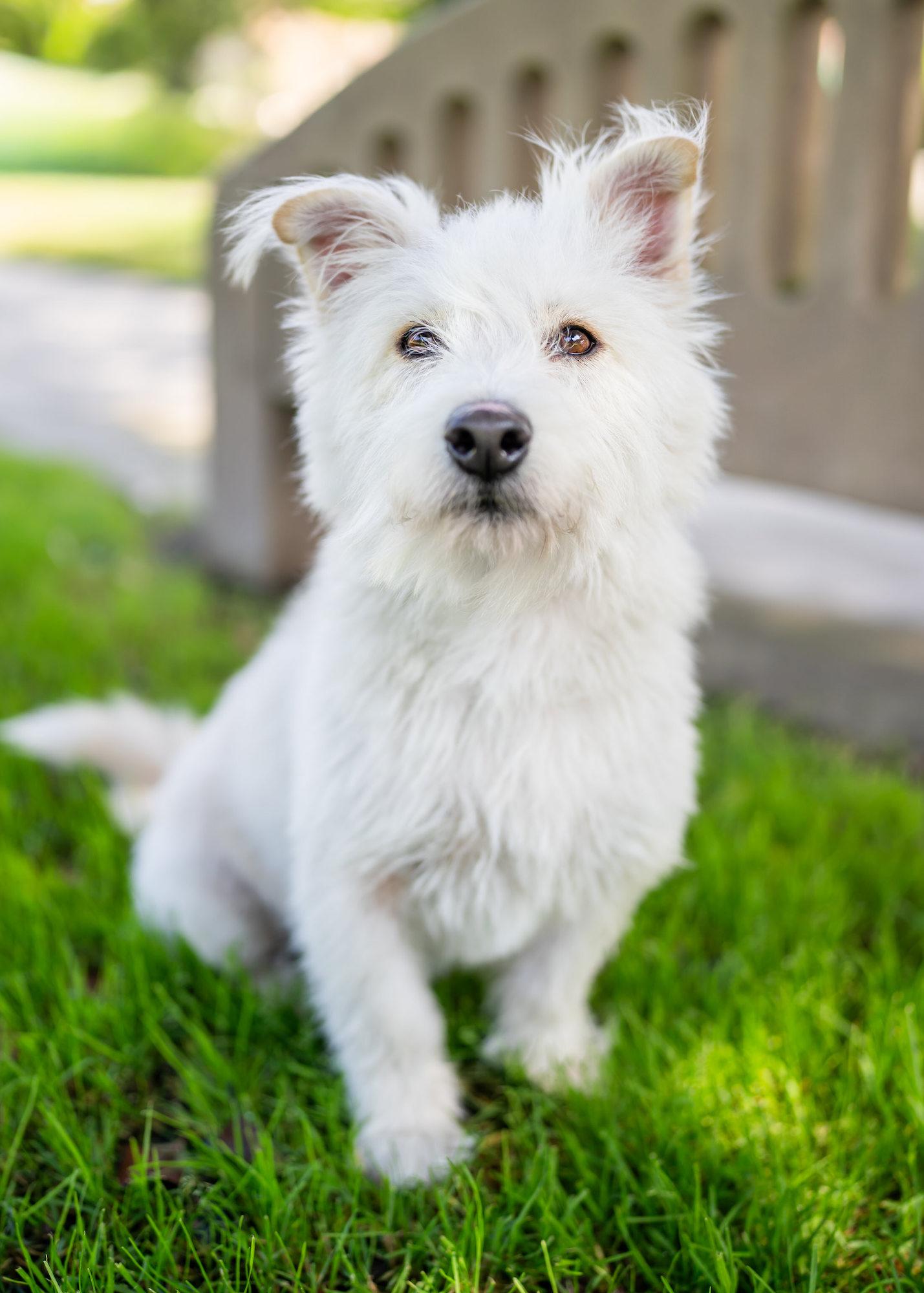 Enlarge Zack O'Lantern, a Adopted mixed breed in Downey, CA image 6/6