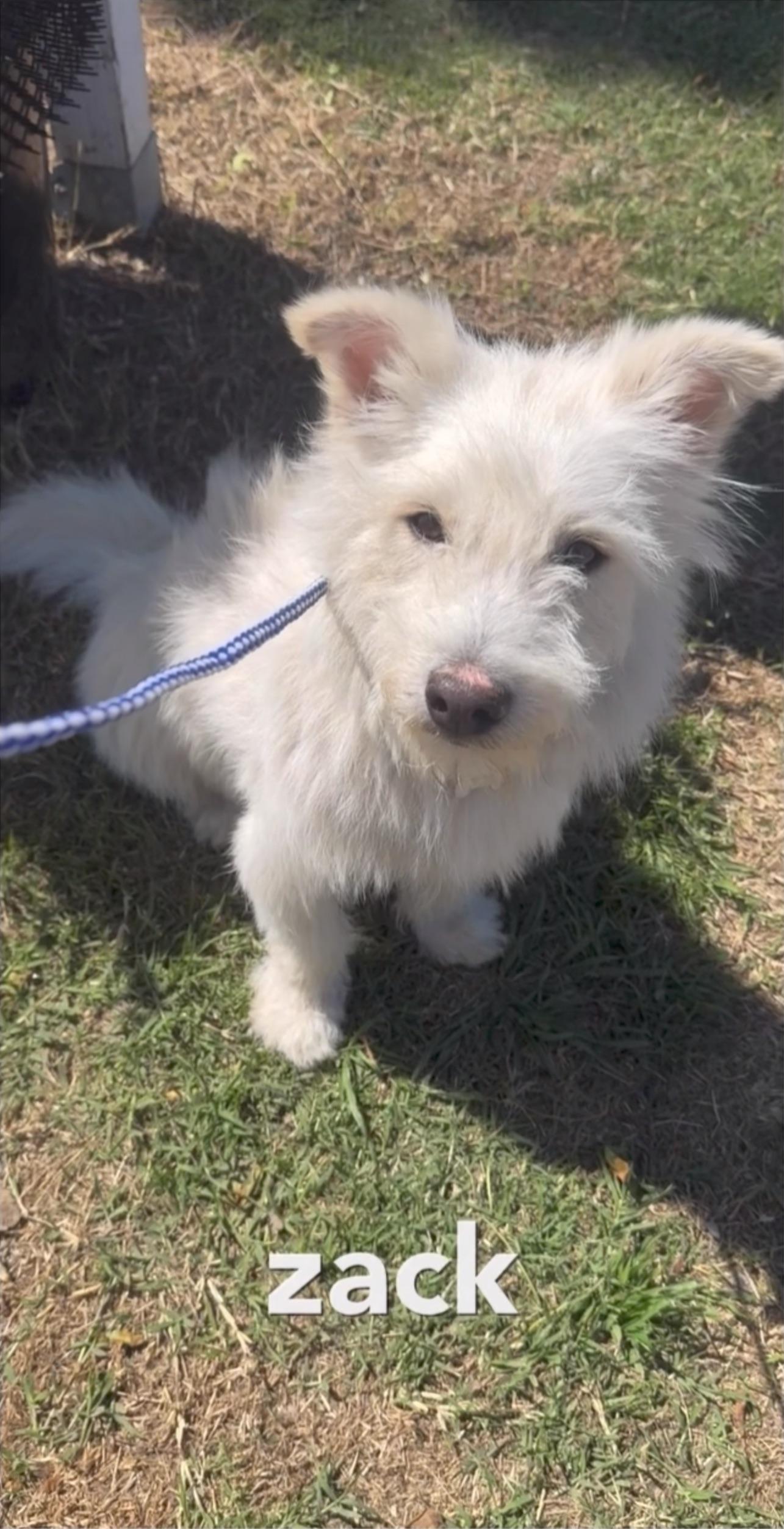 Enlarge Zack O'Lantern, a Adopted mixed breed in Downey, CA image 5/6