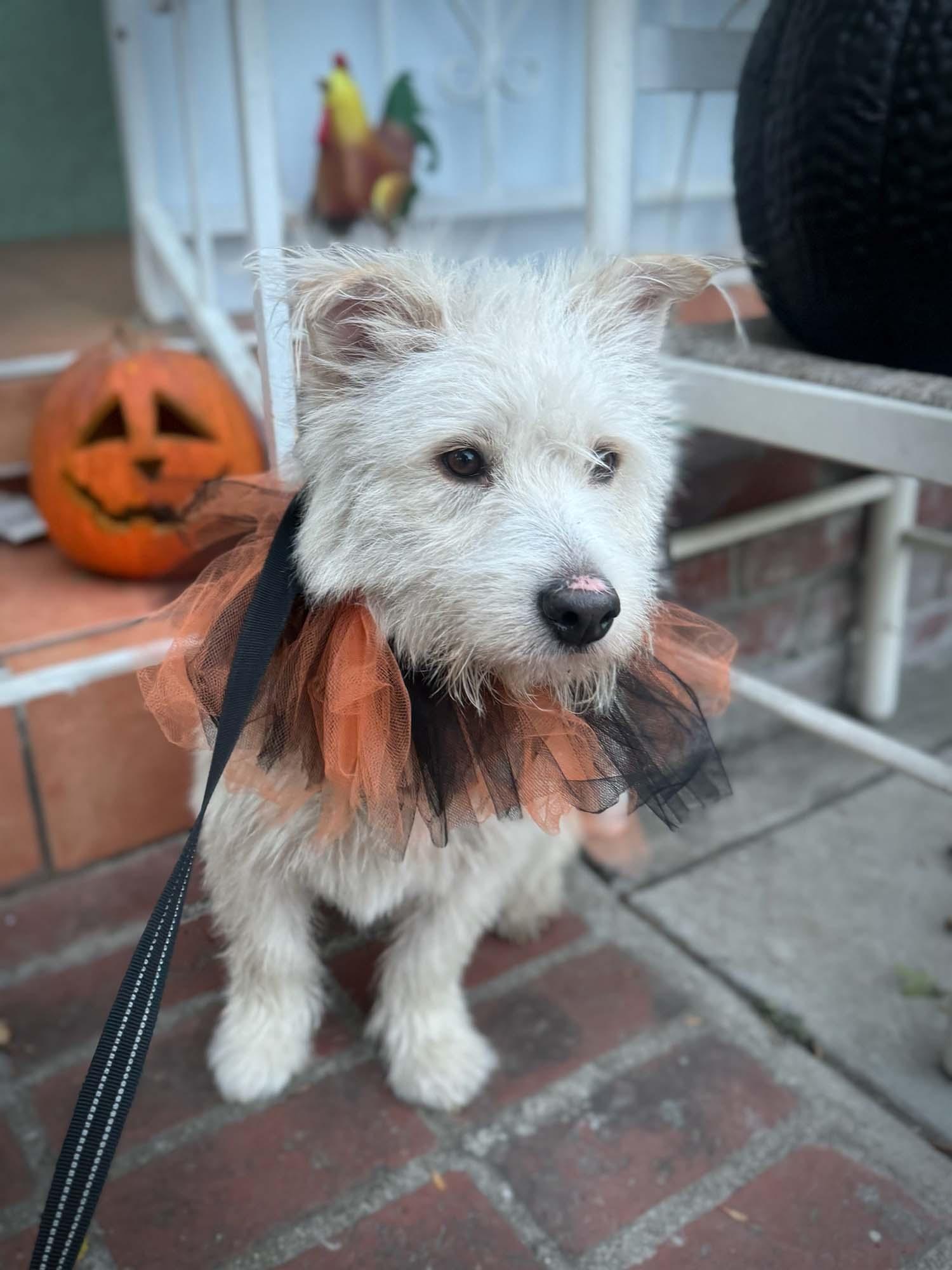 Enlarge Zack O'Lantern, a Adopted mixed breed in Downey, CA image 2/6