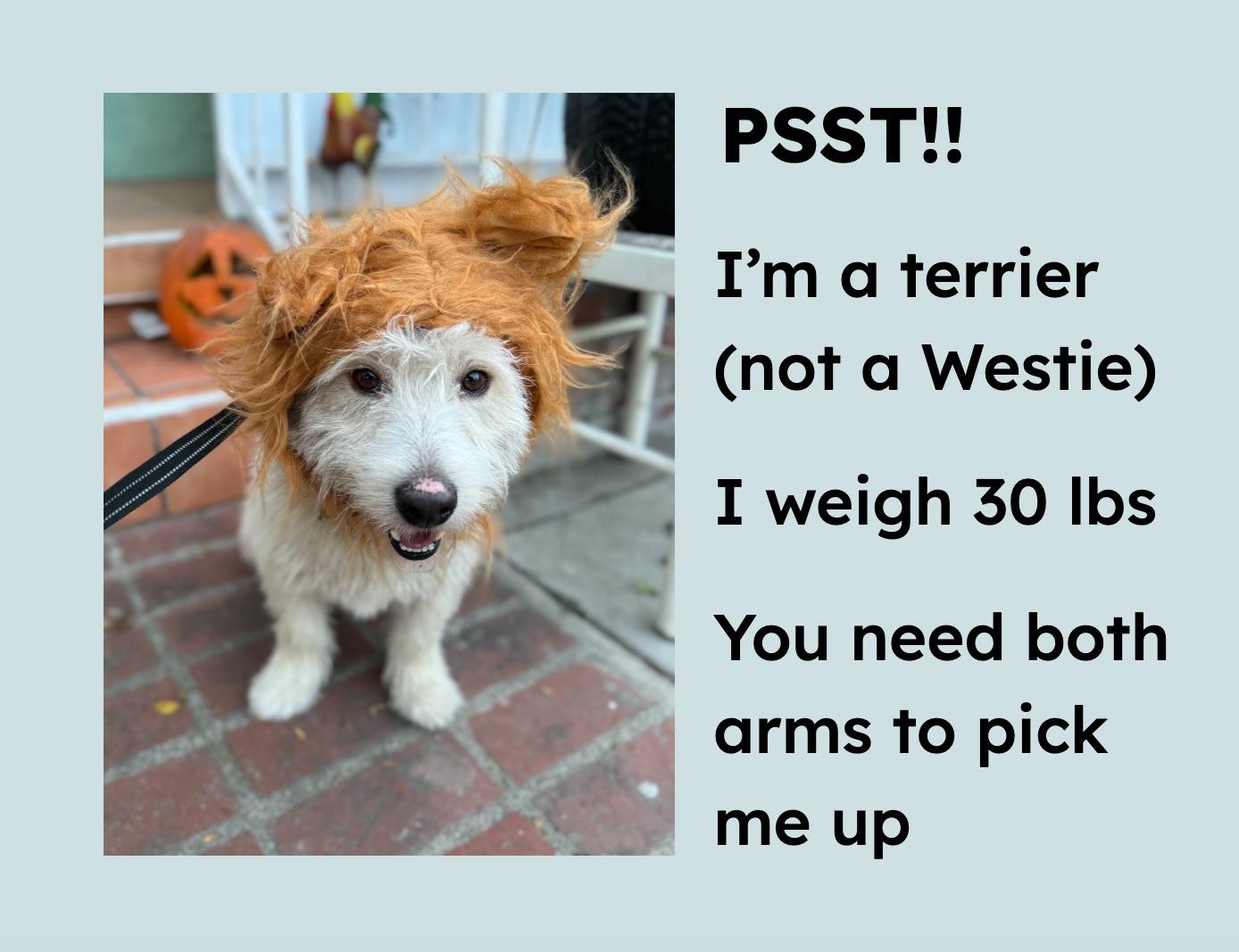 Enlarge Zack O'Lantern, a Adopted mixed breed in Downey, CA image 3/6