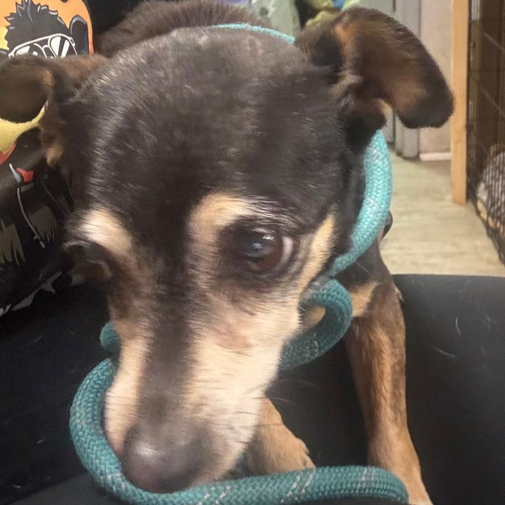 Buttercup — thumbnail 2