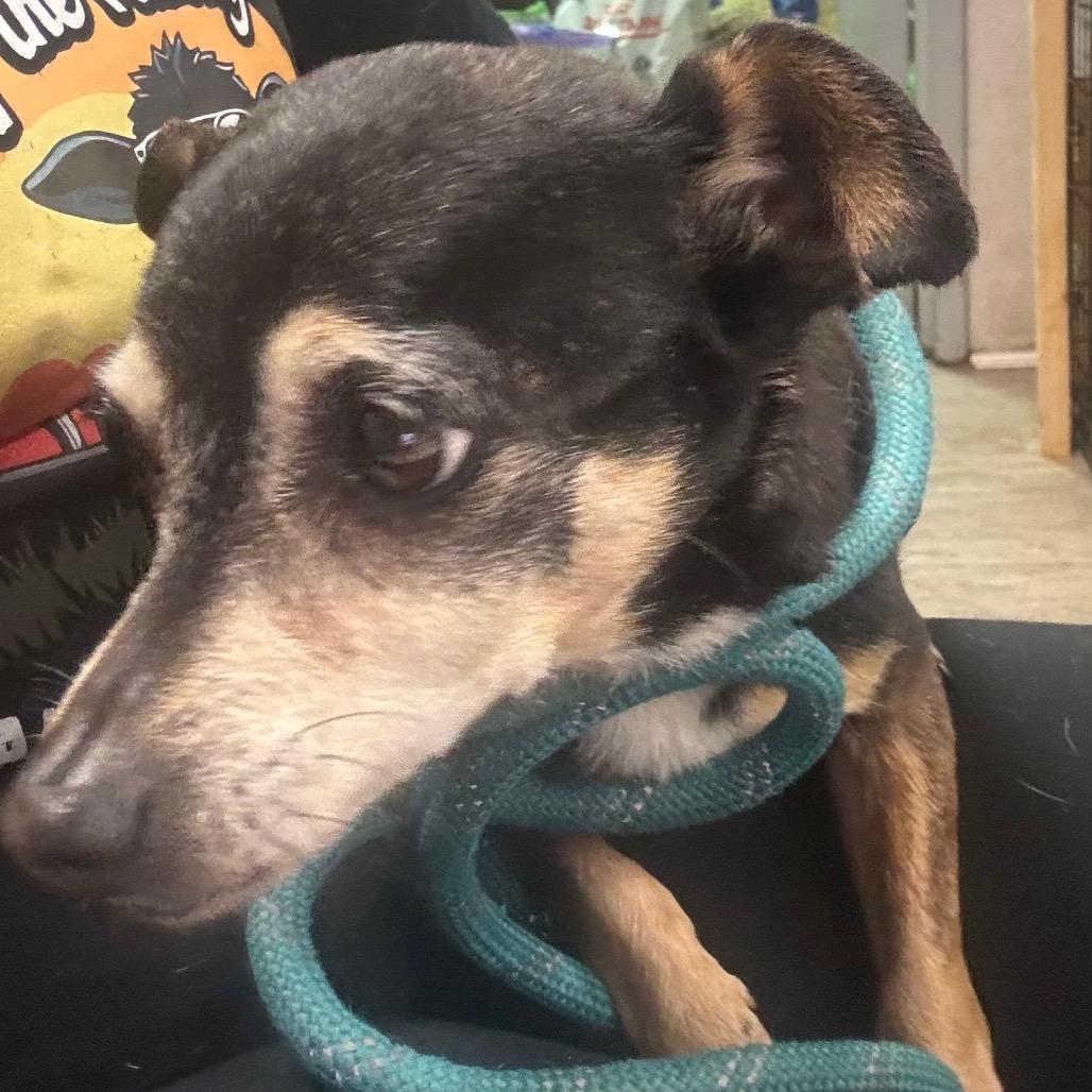 Buttercup — thumbnail 3