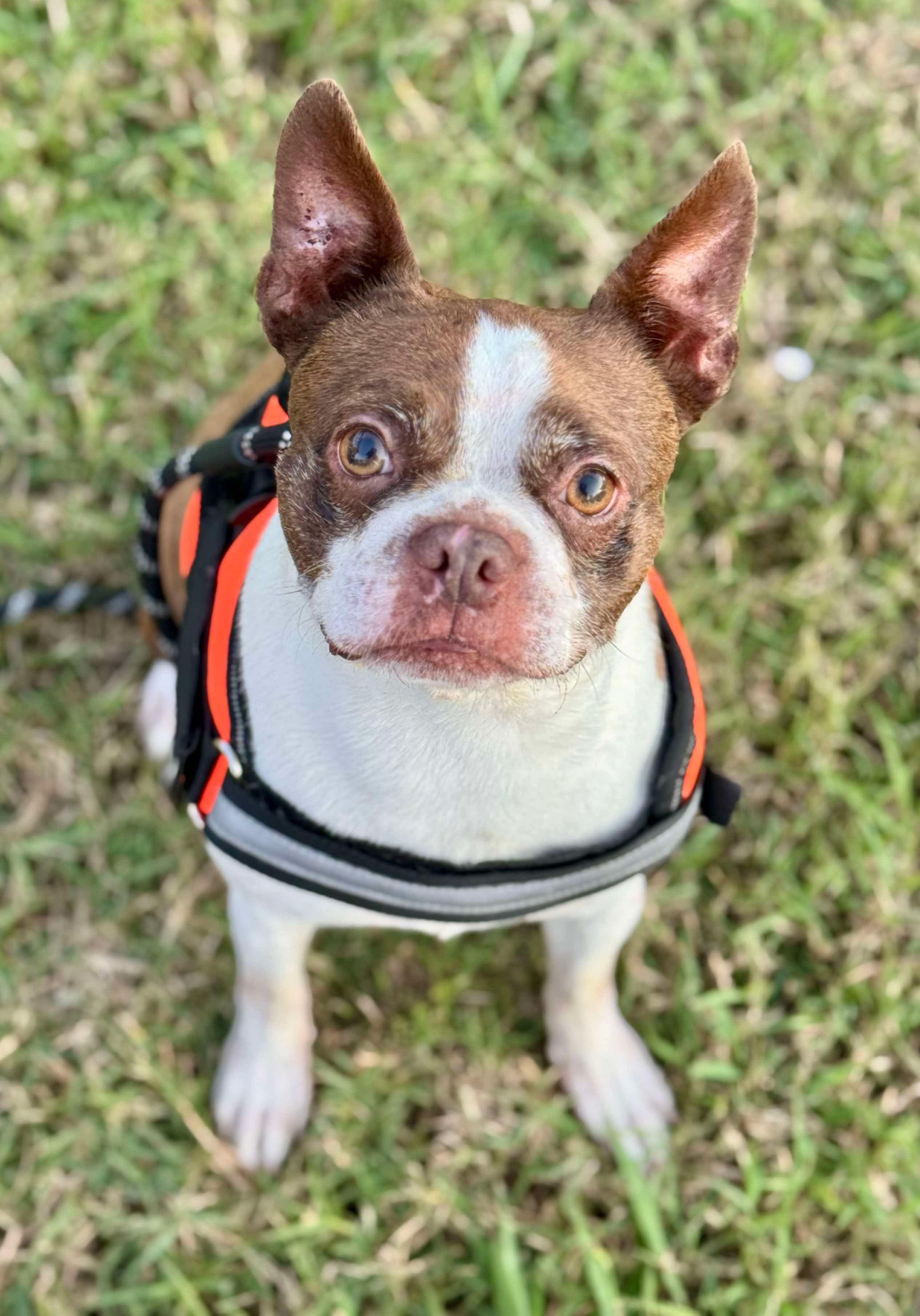 Enlarge Lucy Diva, a Adoptable Boston Terrier in Muskogee, OK image 5/5