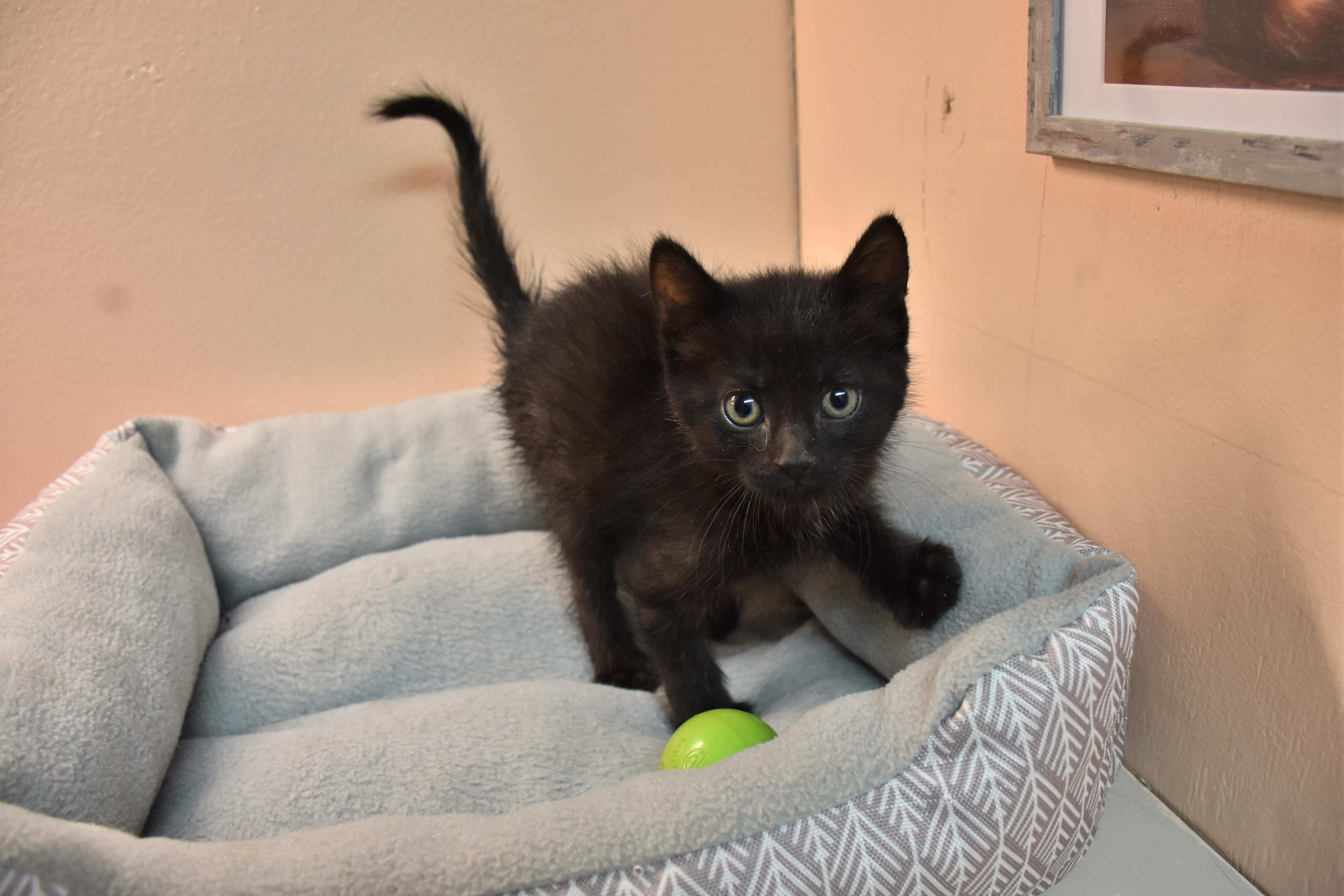 Enlarge Barbari, an adopted Domestic Short Hair in North Judson, IN image 1/1