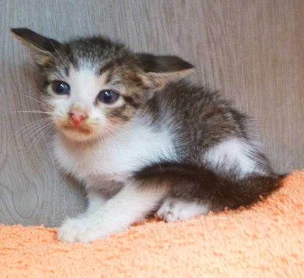 Theodora, Adoptable, Kitten Female Domestic Short Hair.
