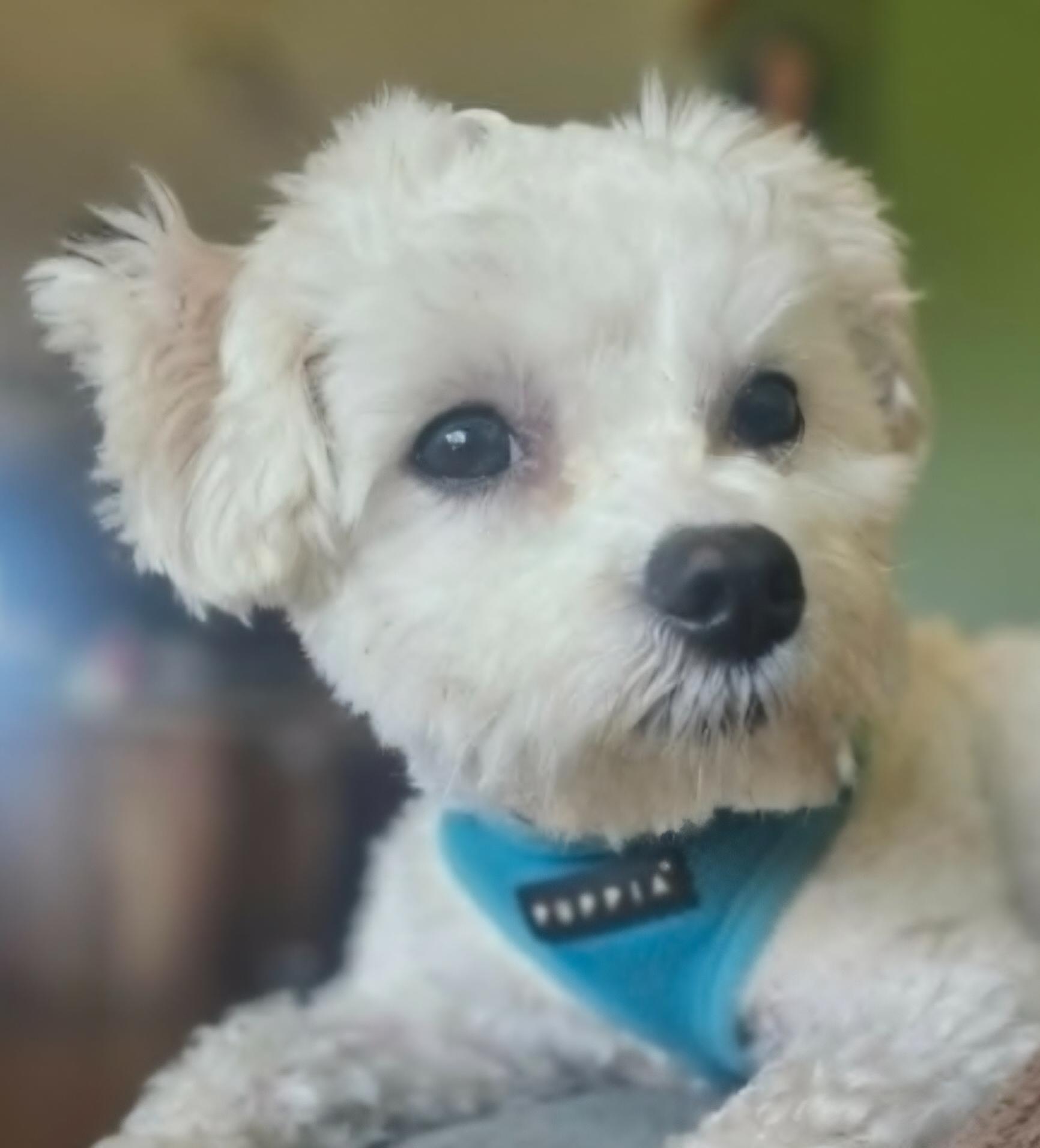 Enlarge Bubbles, a ADOPTABLE Maltese in Walled Lake, MI image 1/1