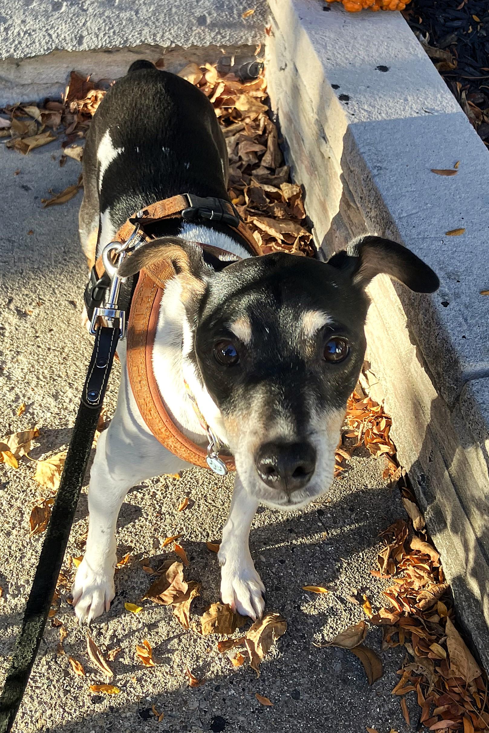 Bartok, a Adoptable mixed breed in London, ON image 4/6