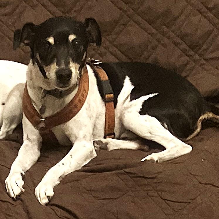 Bartok, a Adoptable mixed breed in London, ON image 2/6